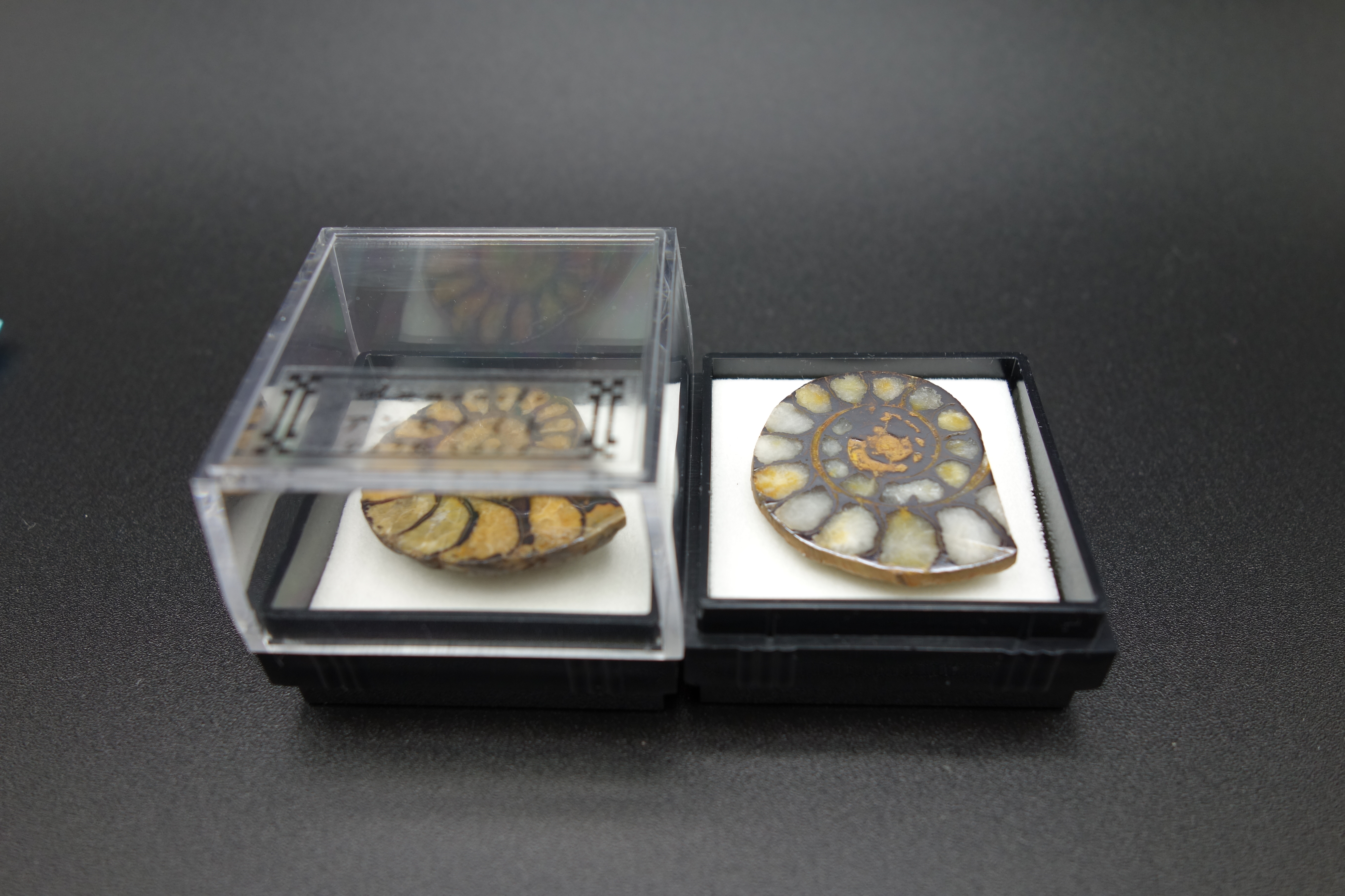 四角ケース化石/アンモナイト半切(モロッコ)