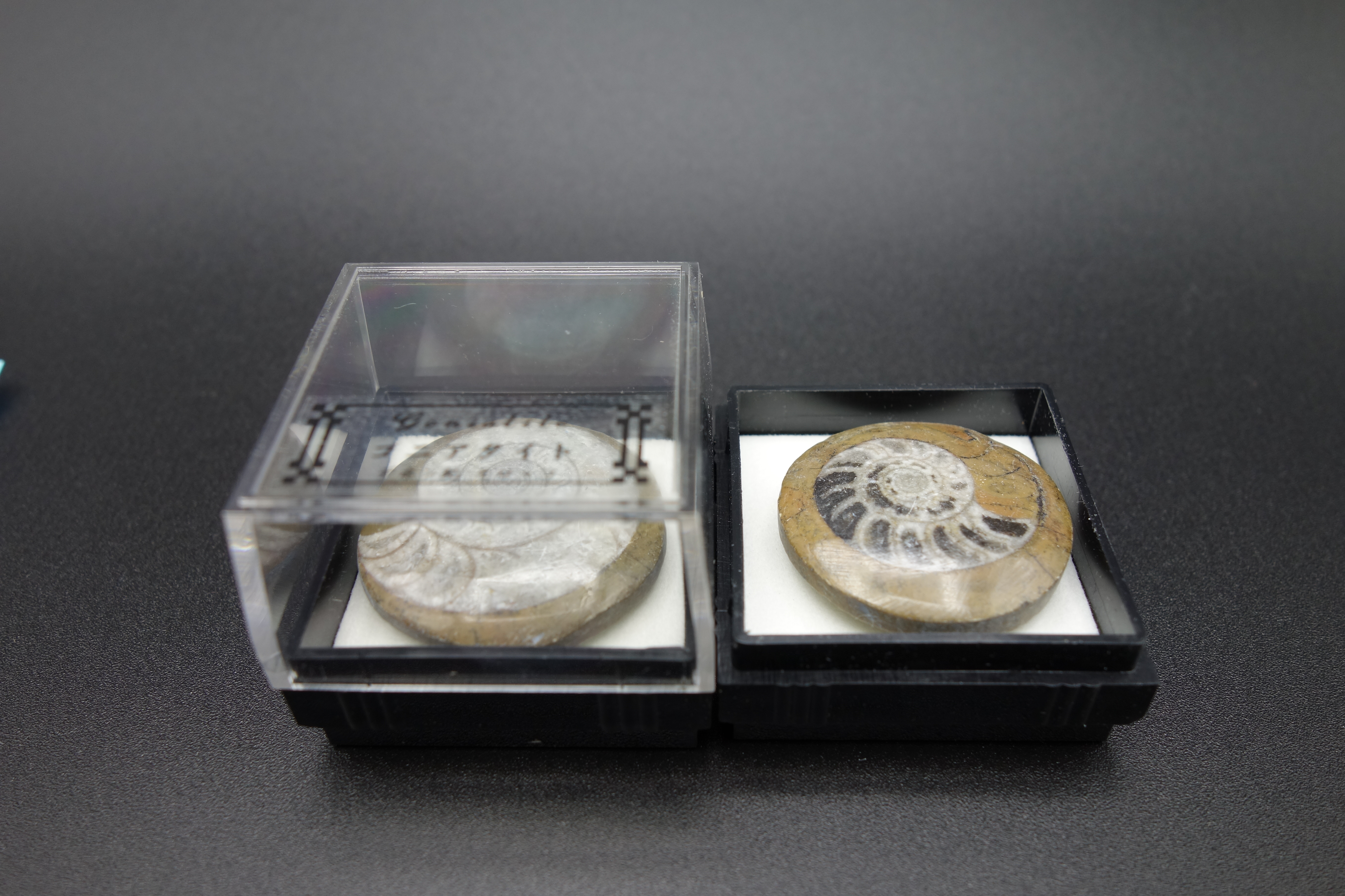 四角ケース化石/アンモナイト/ゴニアタイト