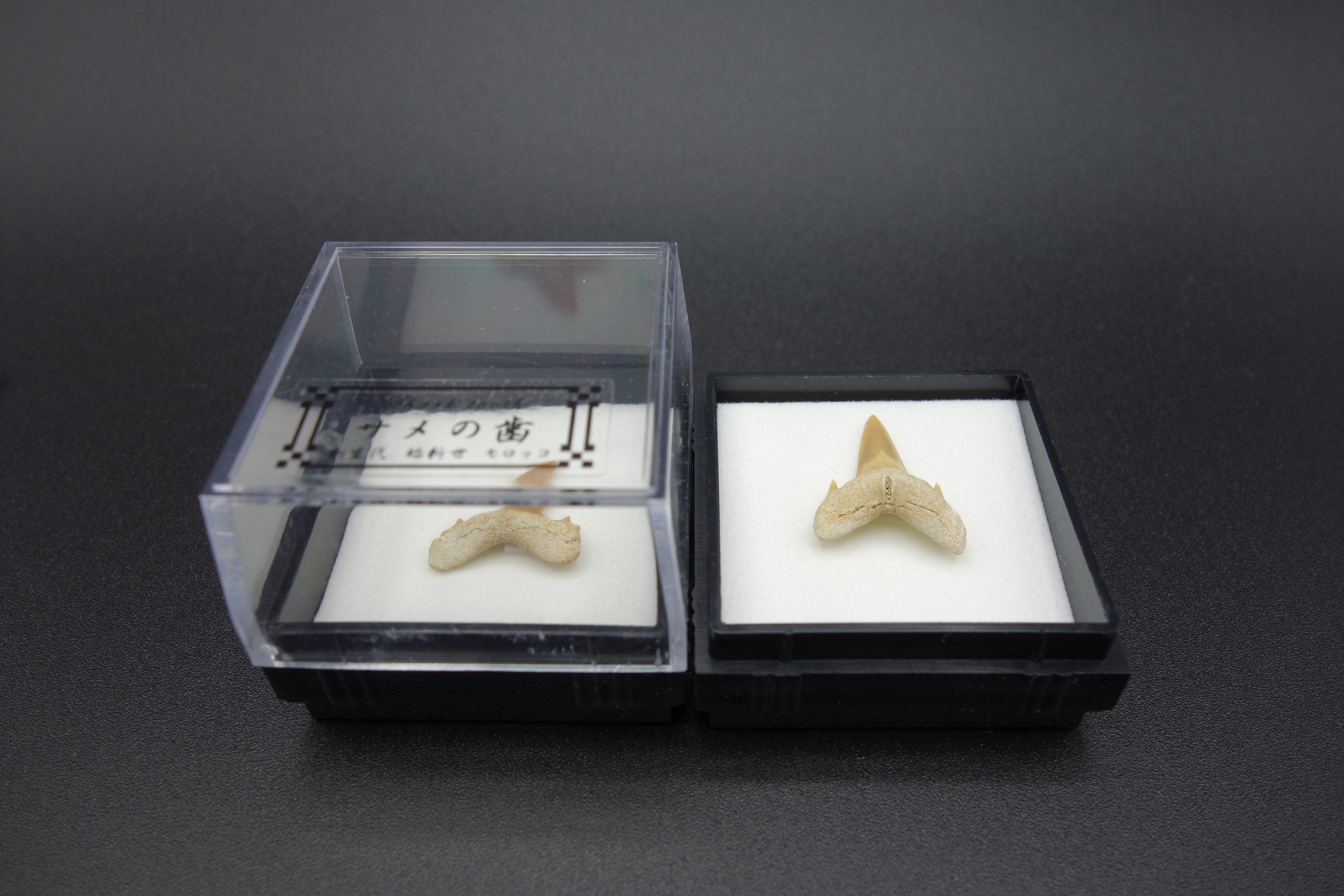 四角ケース化石/サメの歯(モロッコ)