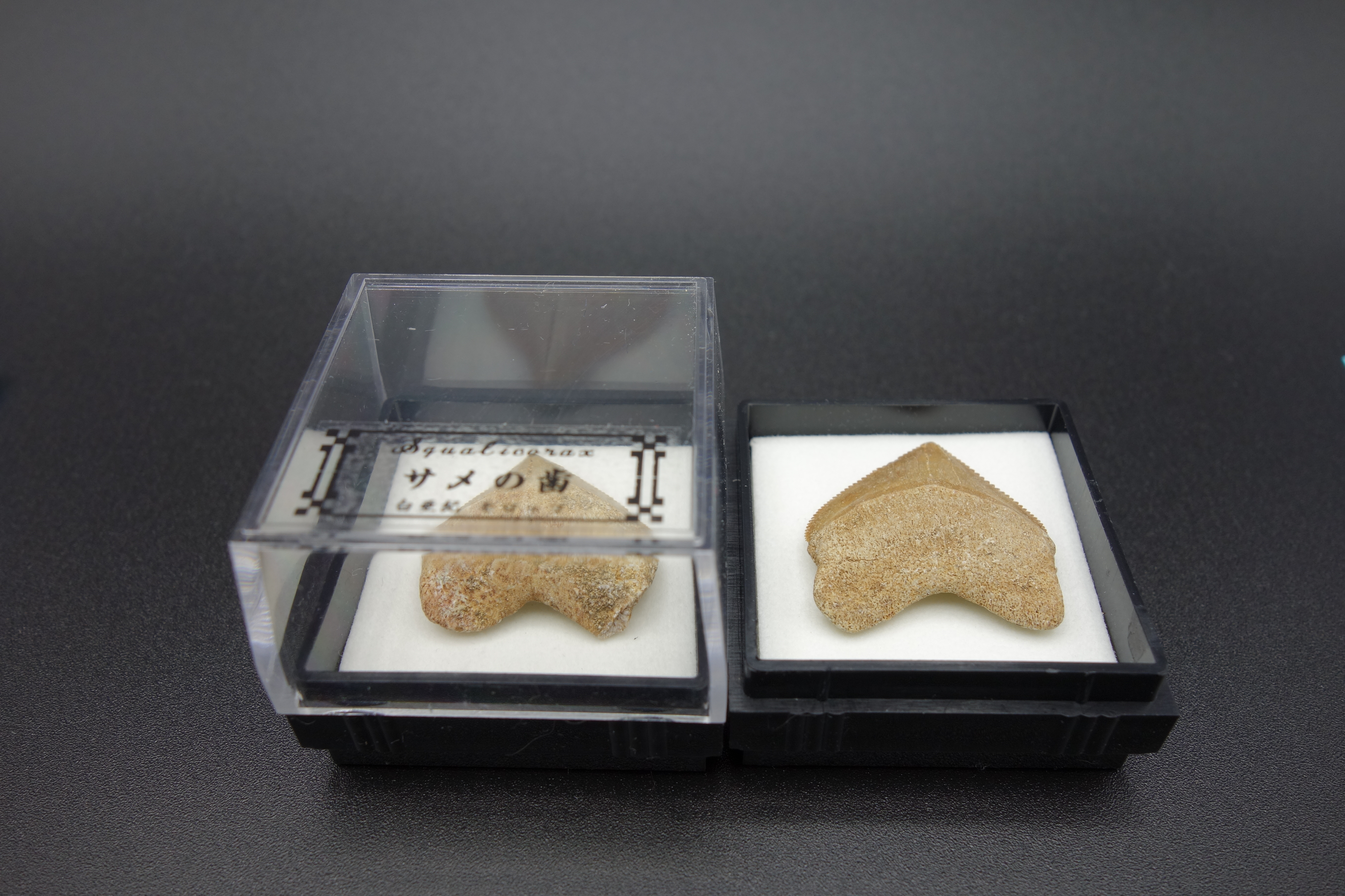 四角ケース化石/サメの歯/スクワリコラックス