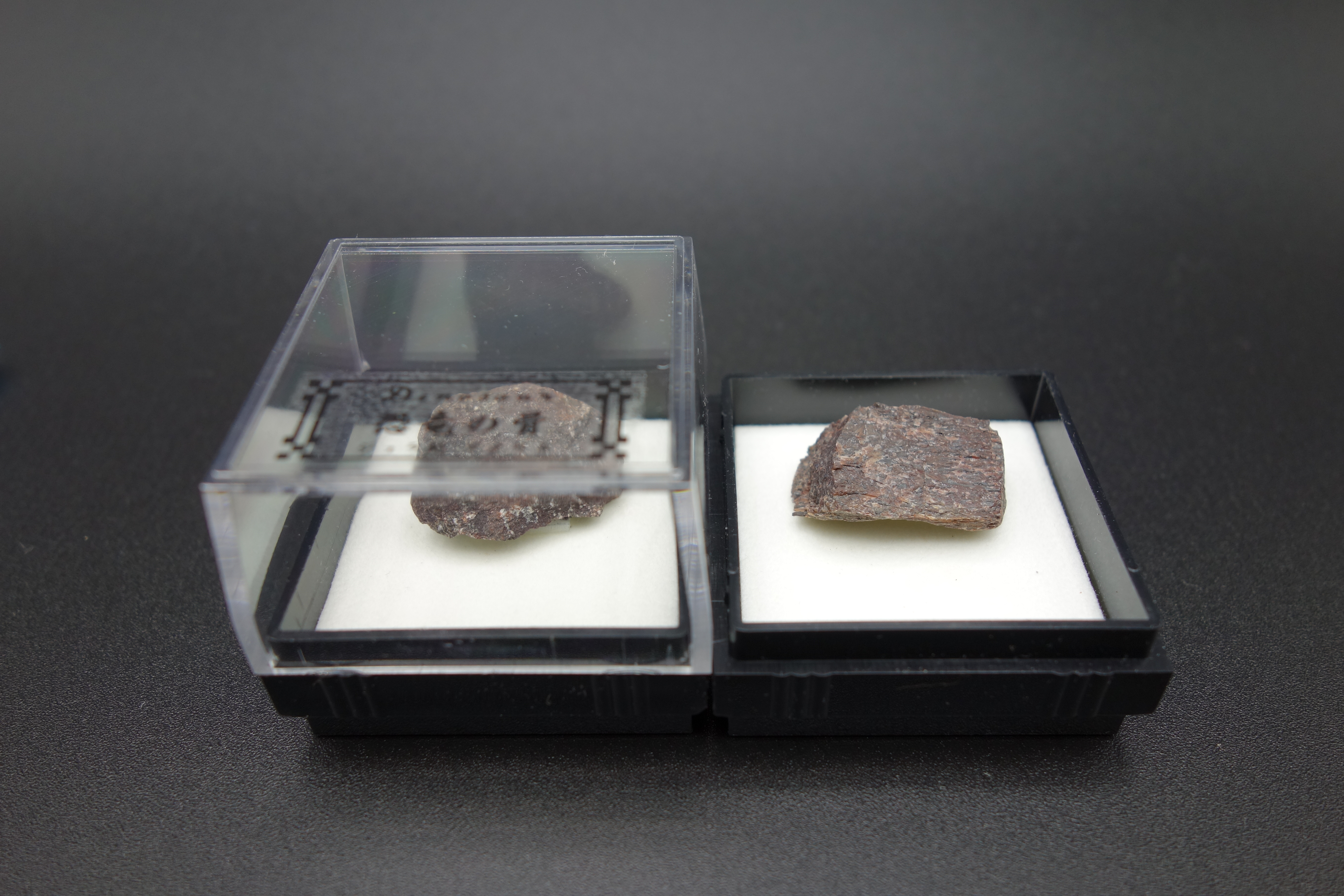 四角ケース化石/恐竜の骨