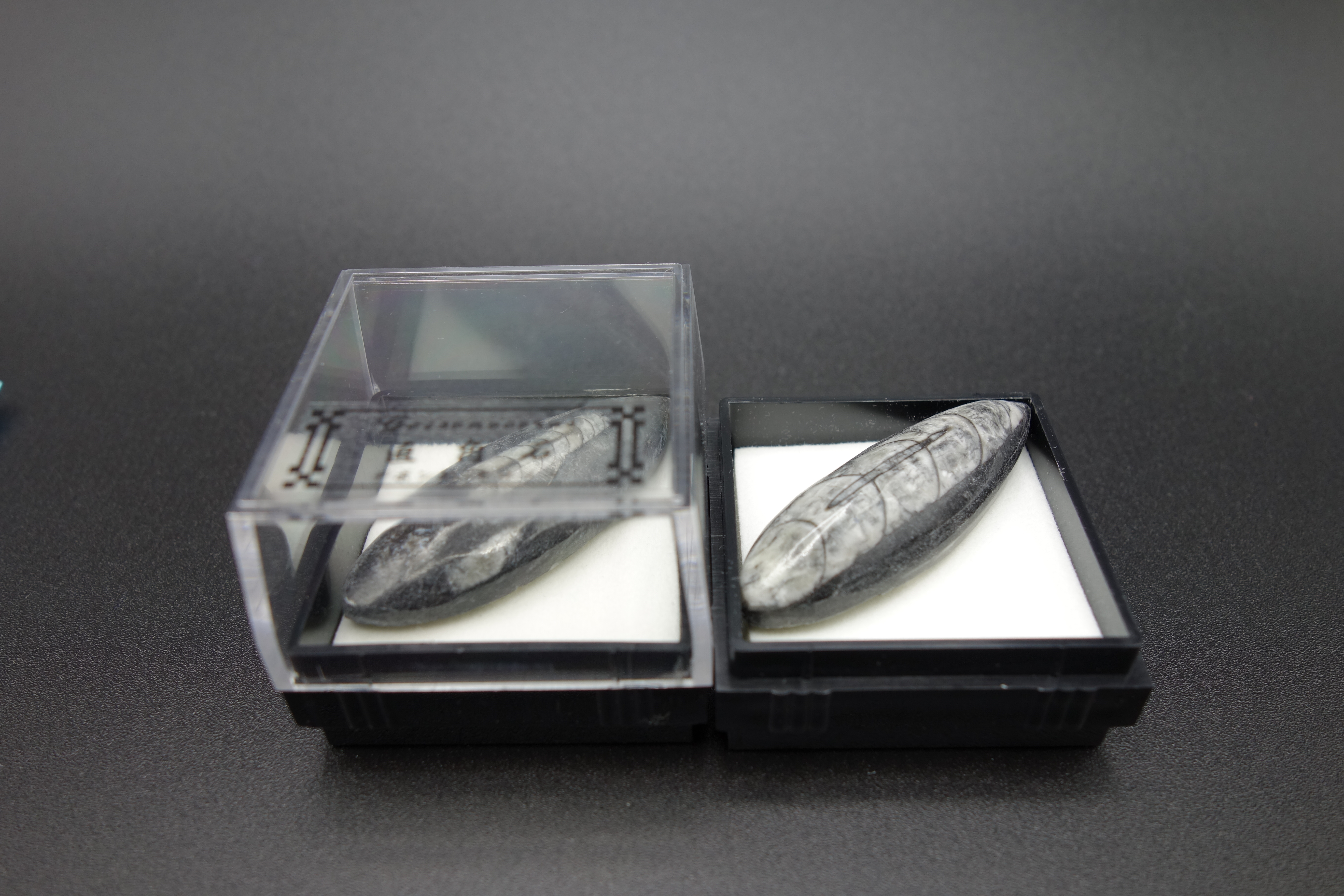 四角ケース化石/直角石