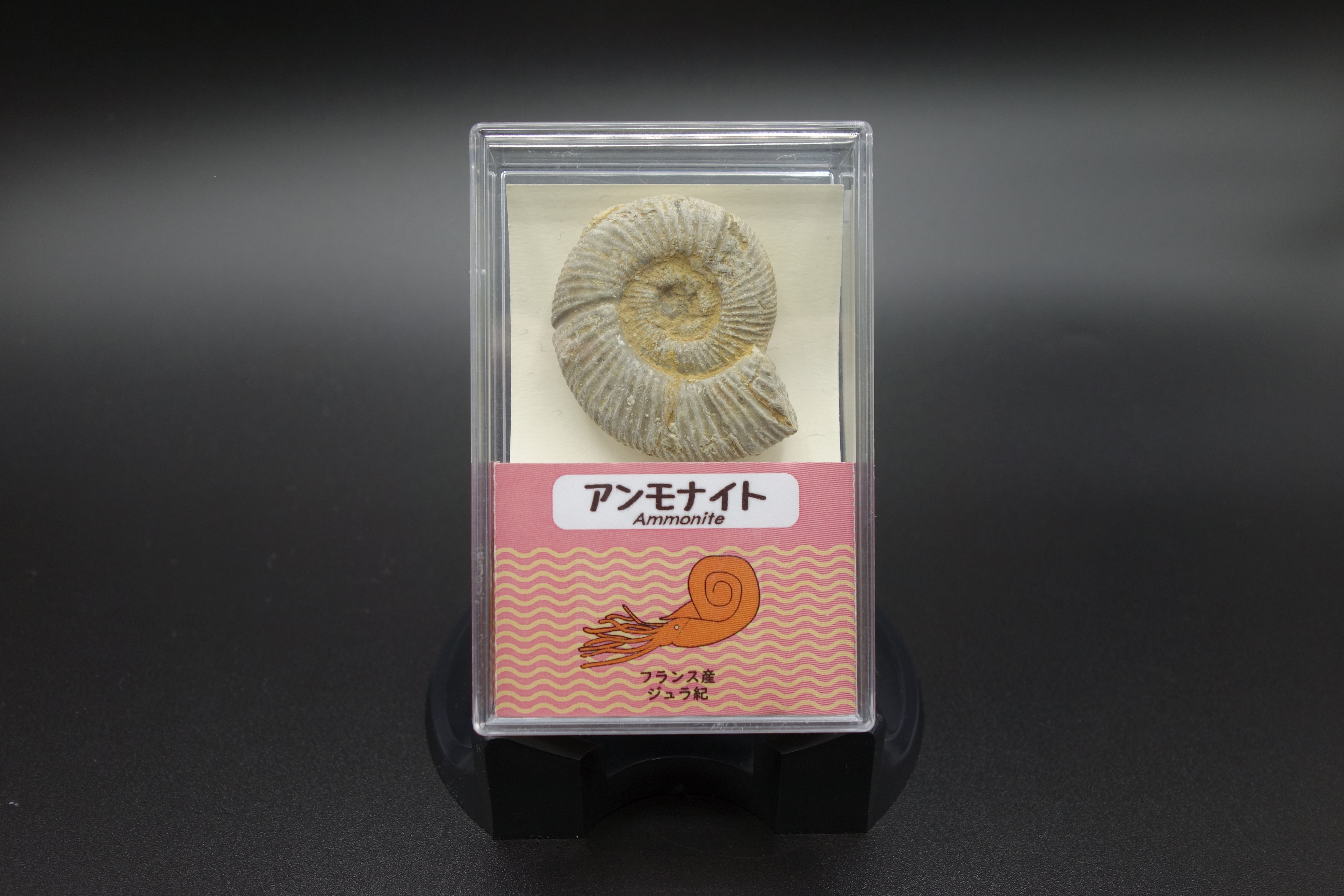 スチロールケース入り/アンモナイト(フランス）