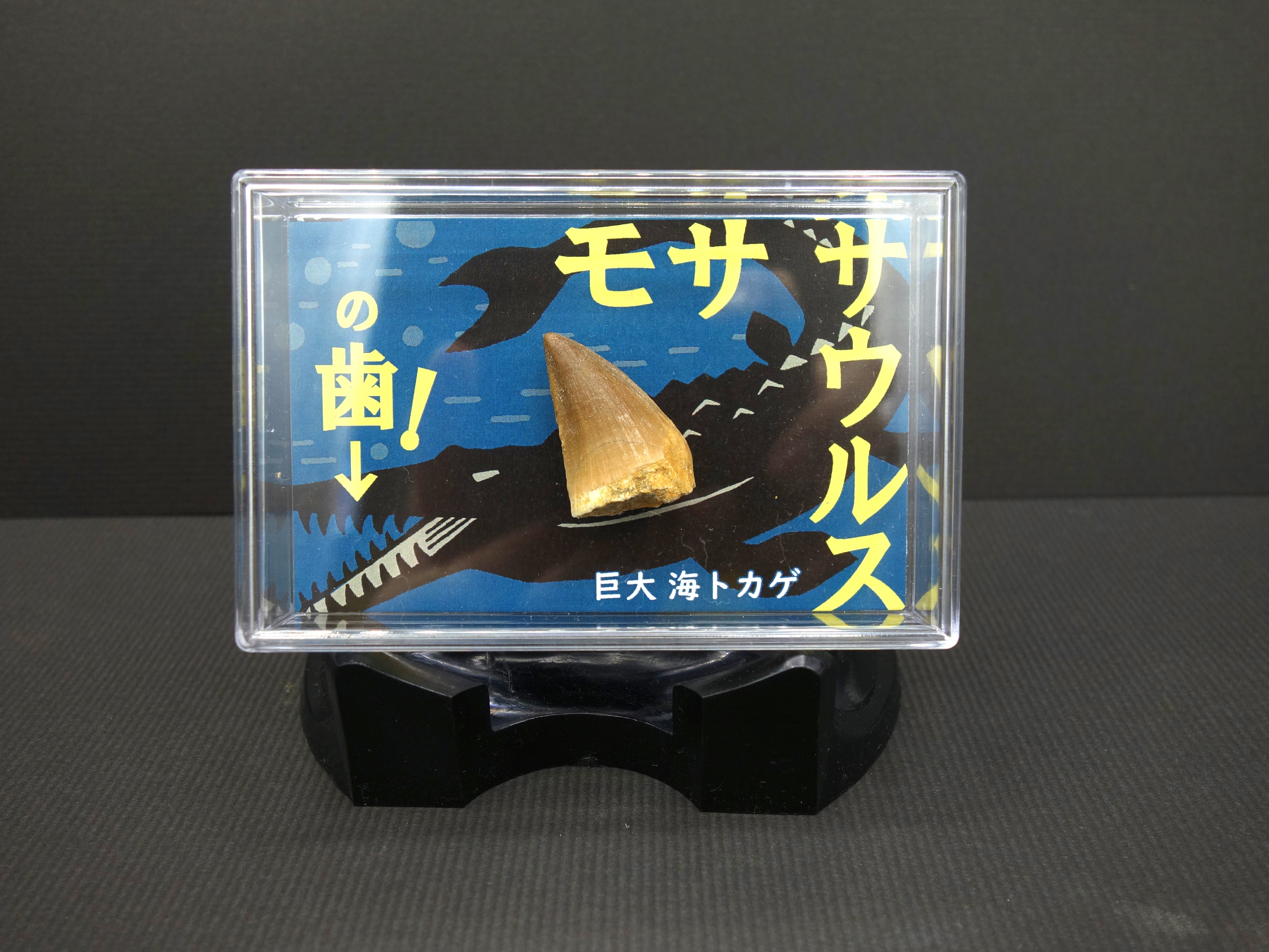 スチロールケース入り/モササウルスの歯