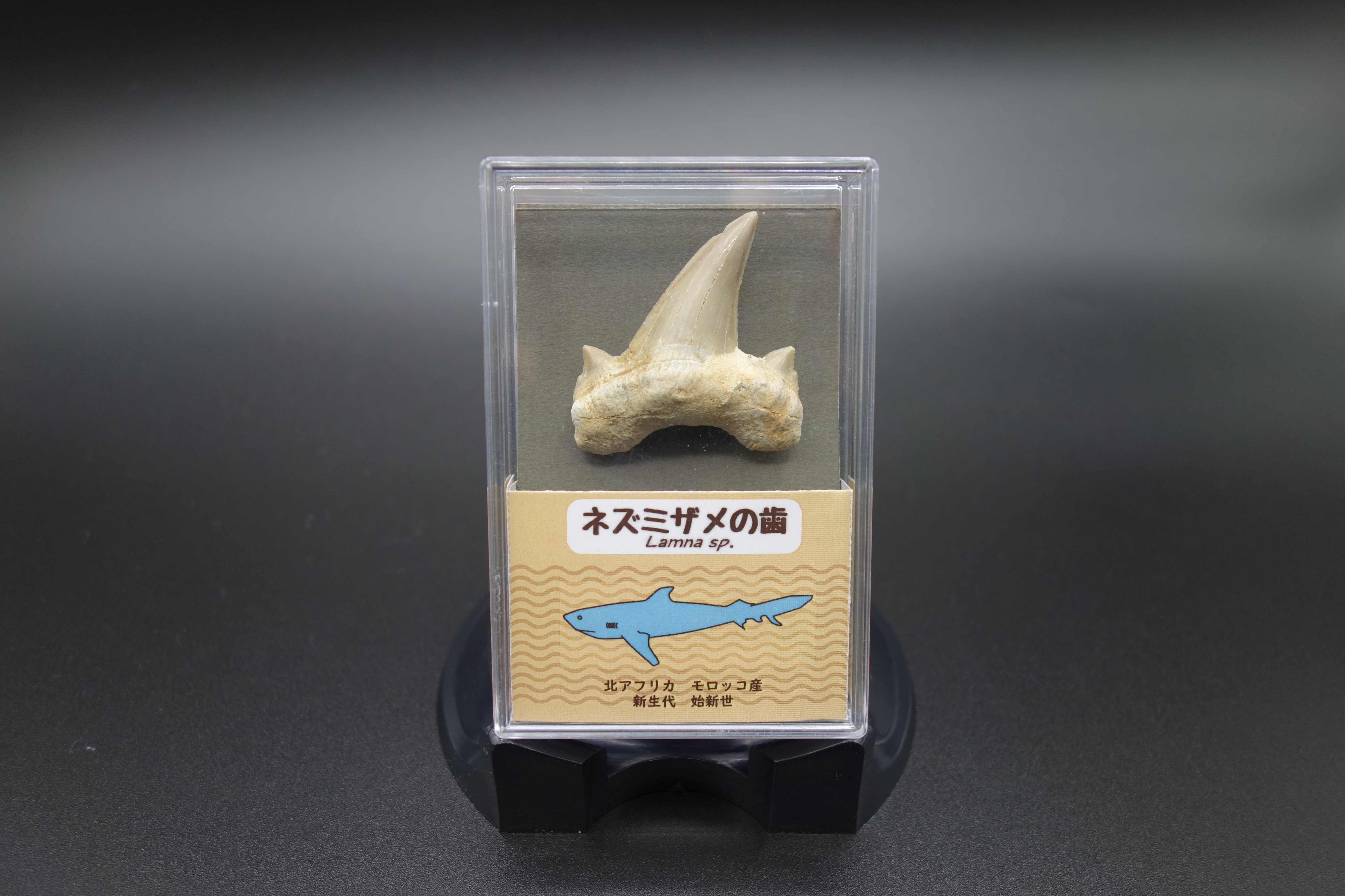 スチロールケース入り/ネズミザメの歯