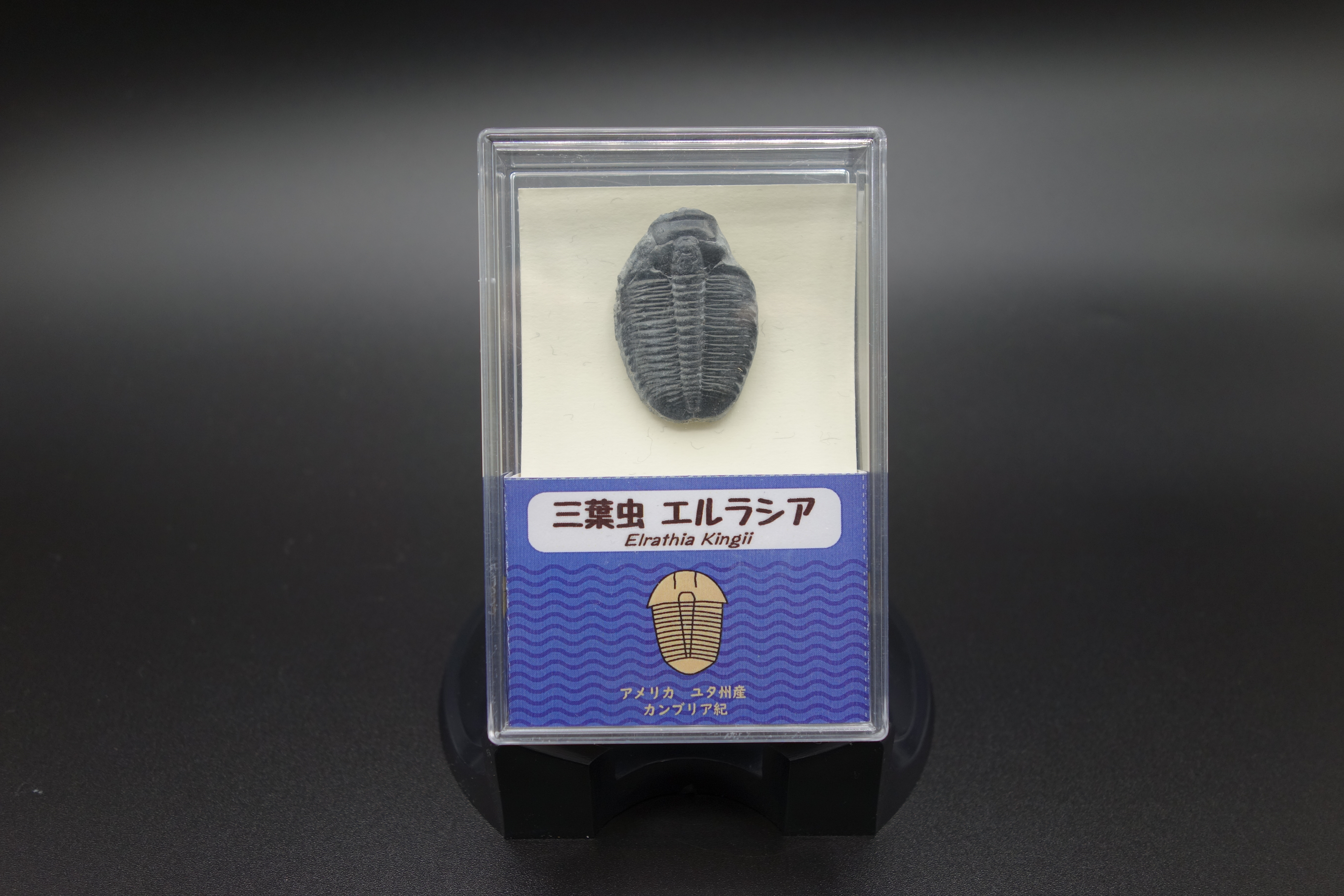 スチロールケース入り/三葉虫エルラシア