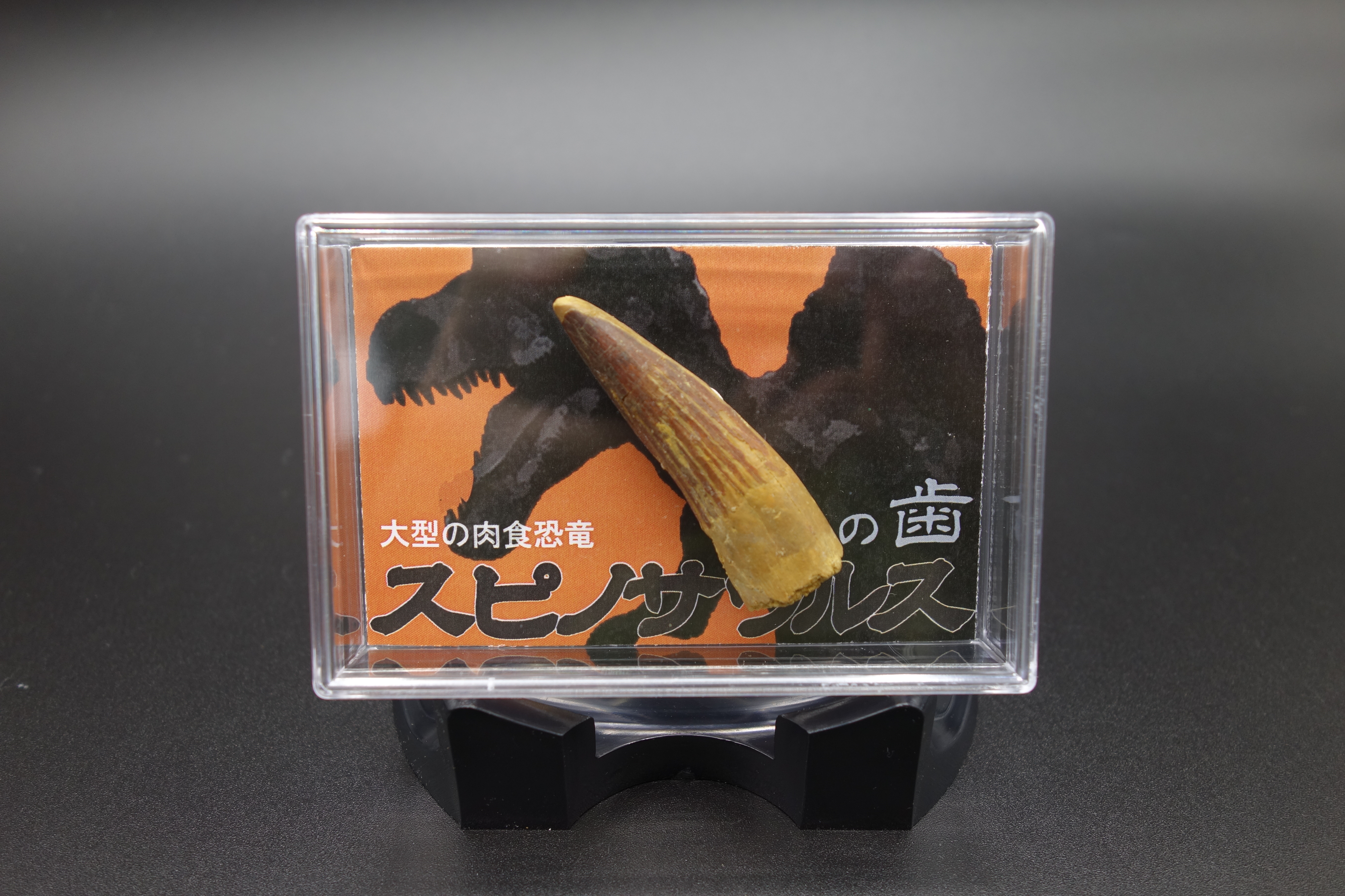 スチロールケース入り/スピノサウルスの歯