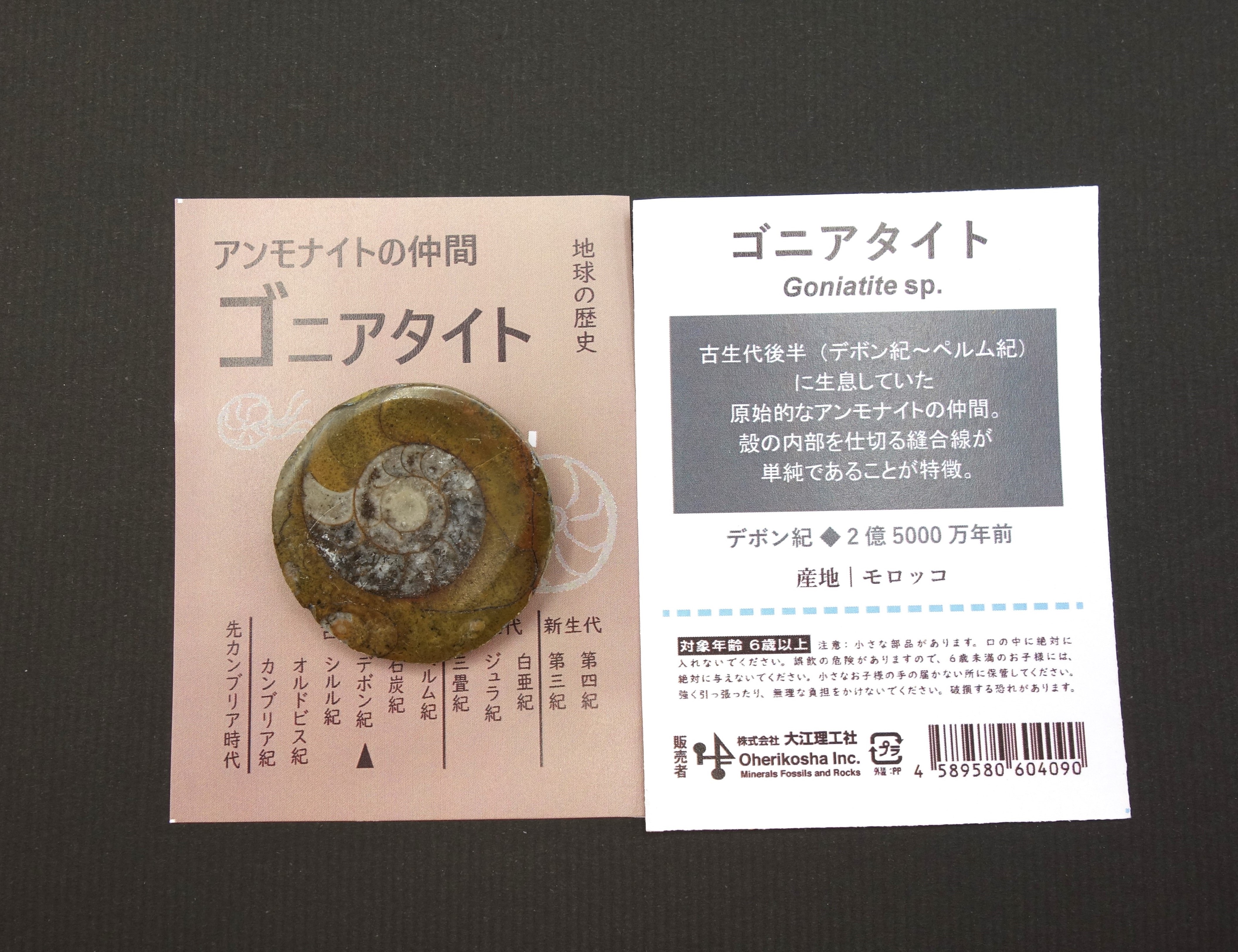 地球の歴史/ゴニアタイト