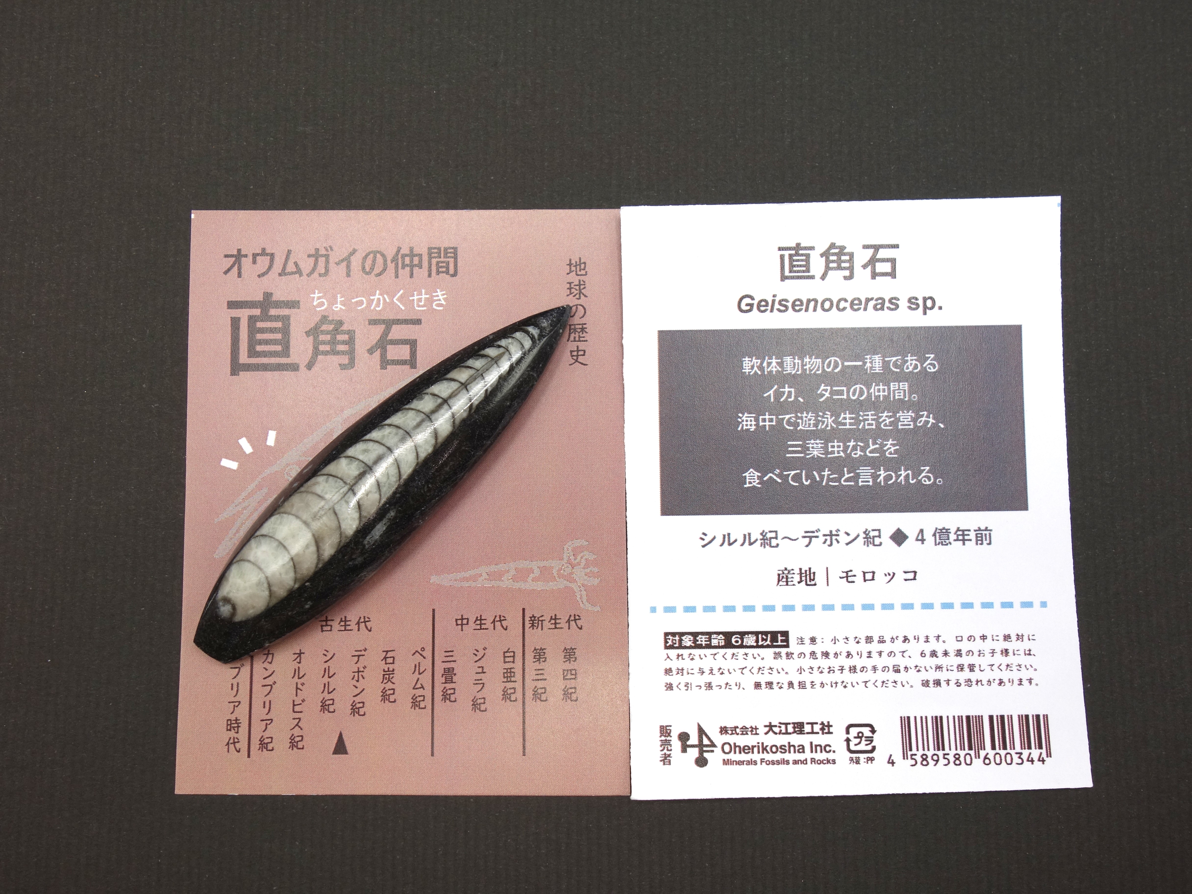 地球の歴史/直角石