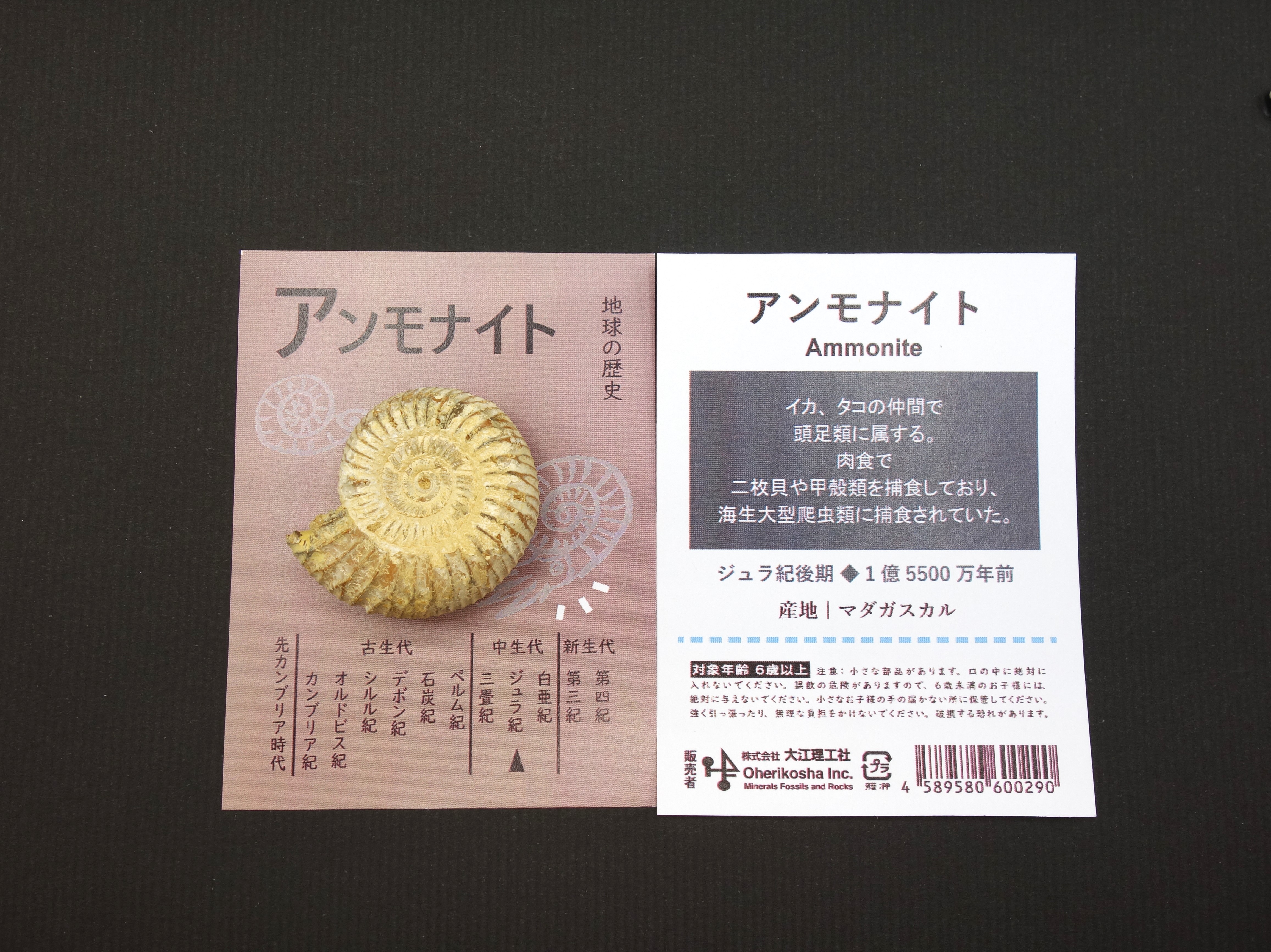 地球の歴史/アンモナイト（マダガスカル）