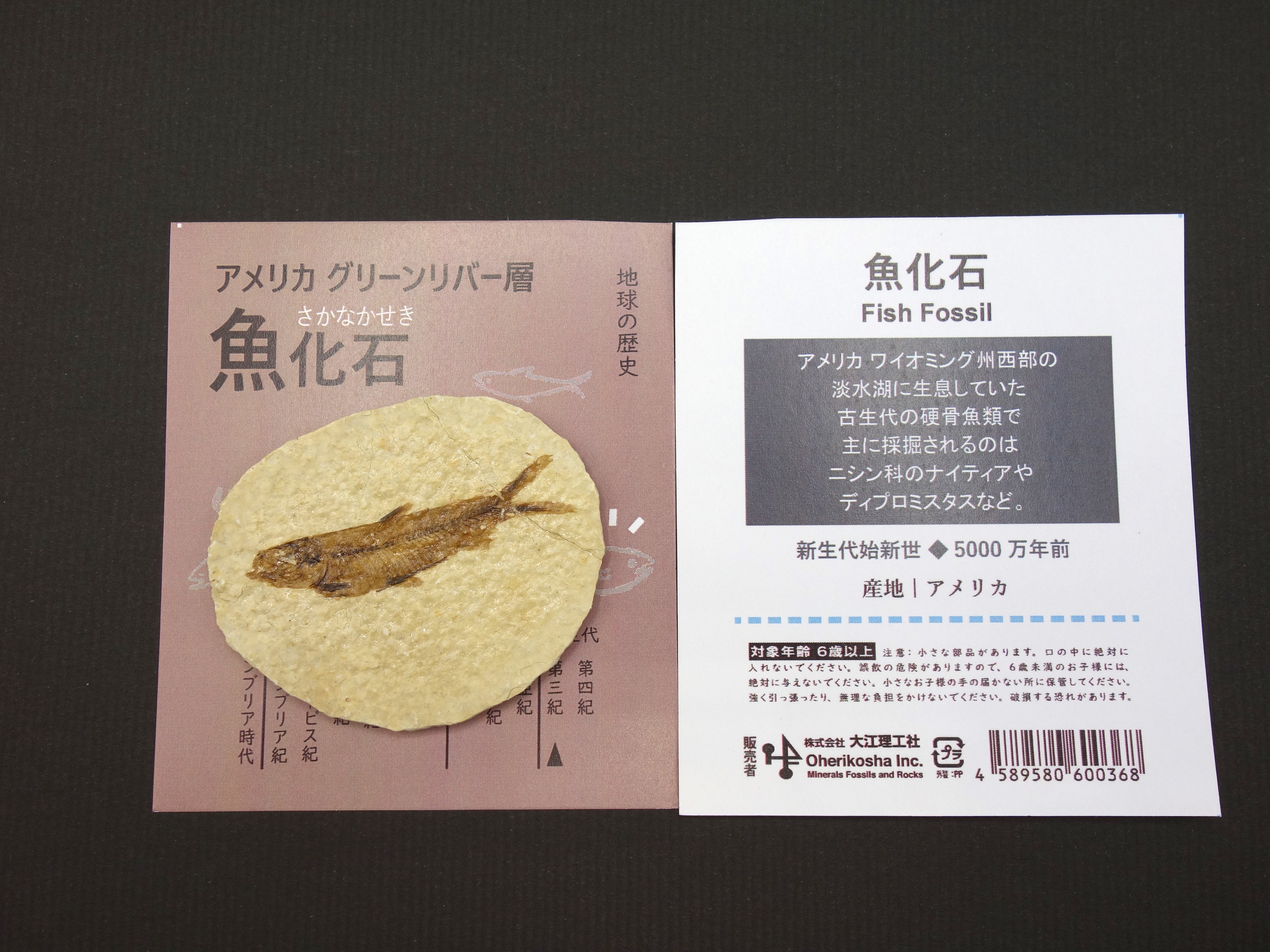 地球の歴史/魚化石(グリーンリバー層)