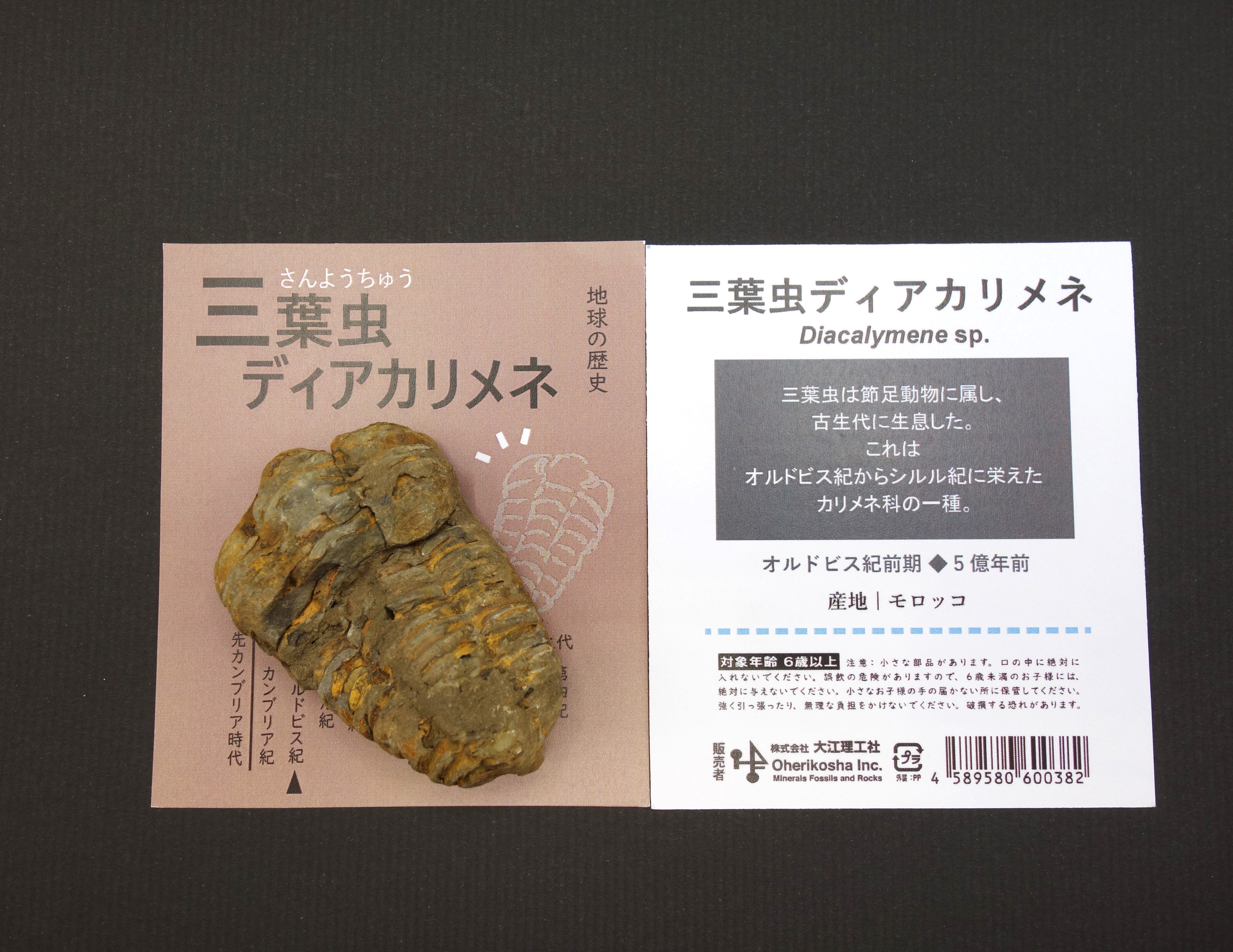 地球の歴史/三葉虫カリメネ