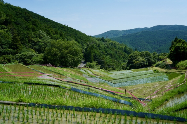 珠洲のお米を産地直送