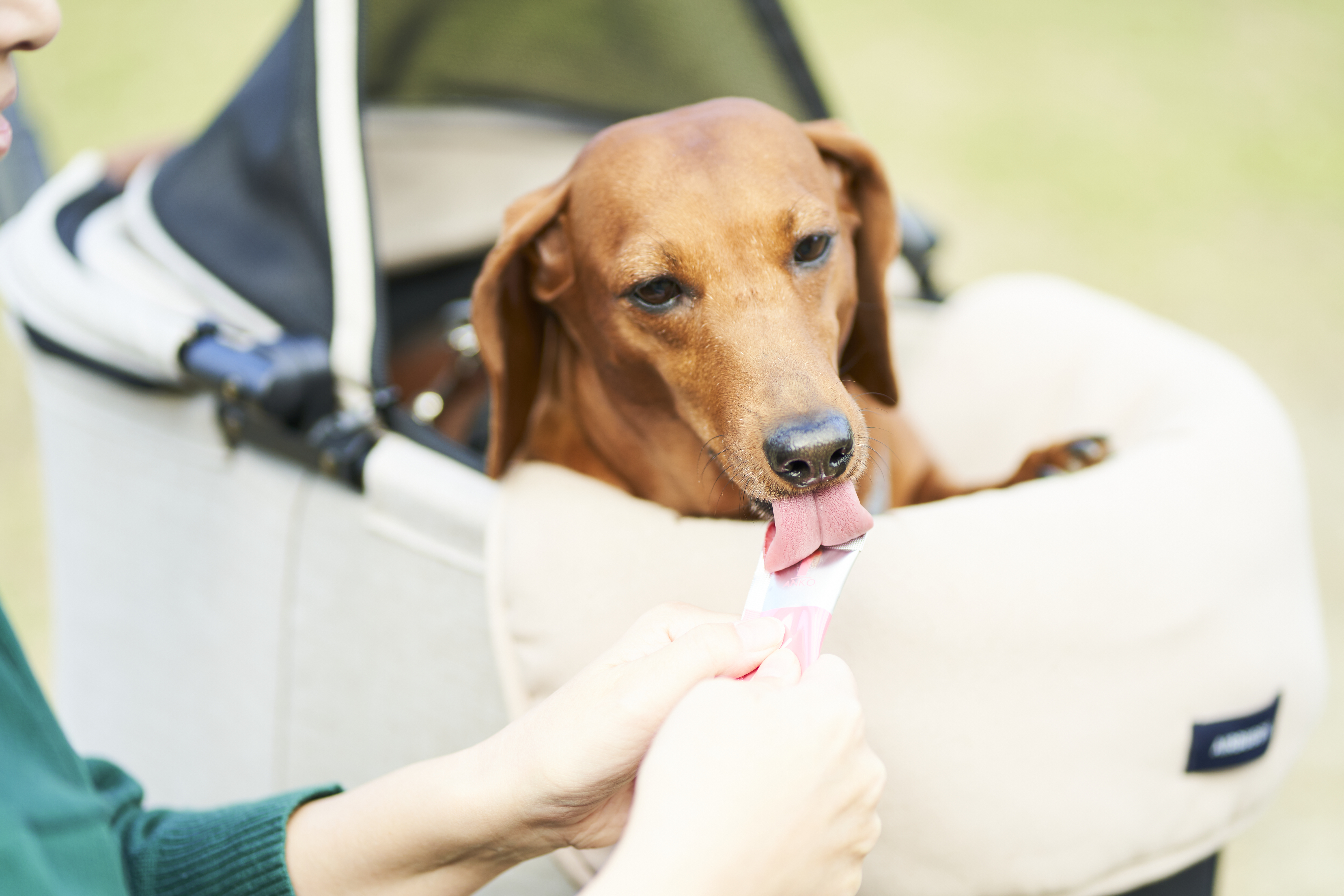 犬のおやつシーン