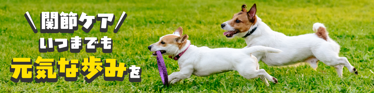 関節ケアでいつまでも元気な歩みを(関節ケア用品特集)