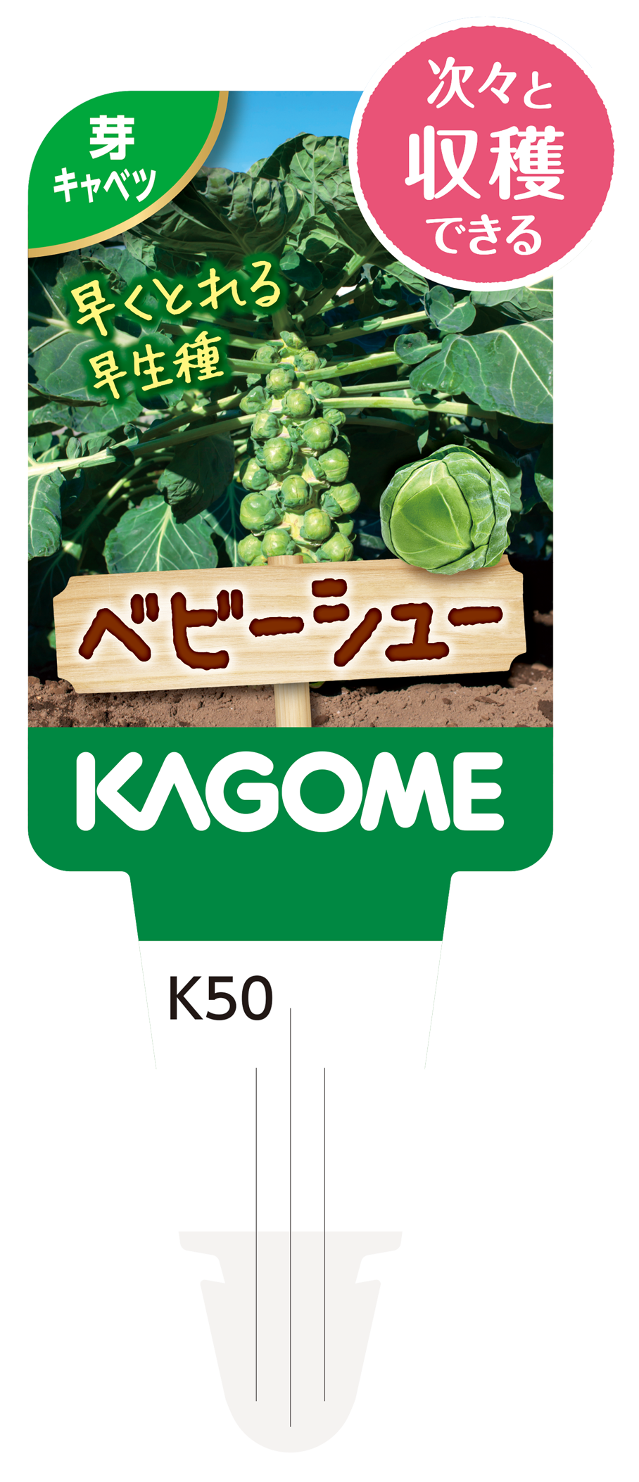 【予約販売】KAGOME 秋野菜苗 芽キャベツ「ベビーシュー」 9㎝ポット