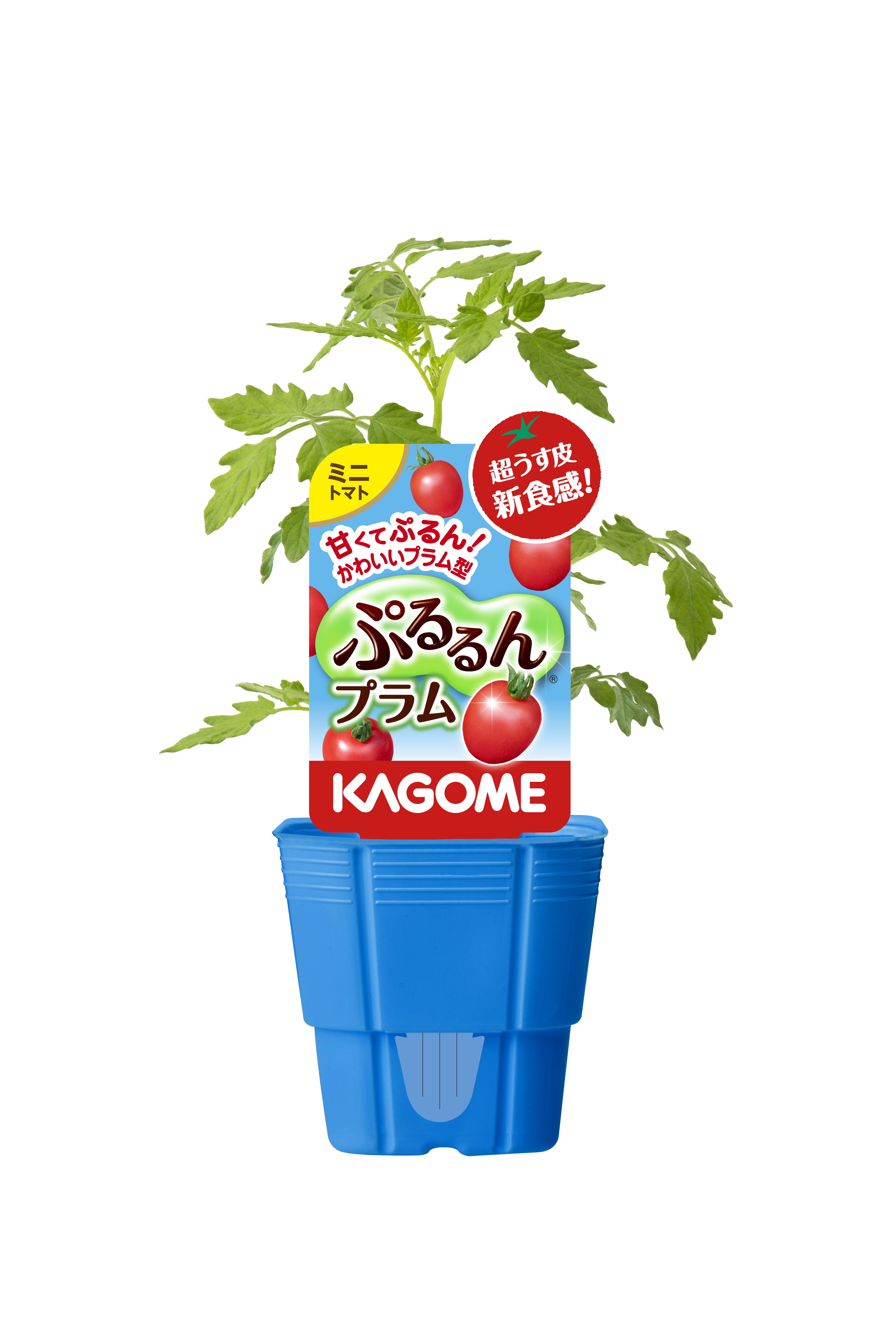 【予約販売】KAGOME ぷるるん プラム 9㎝ポット