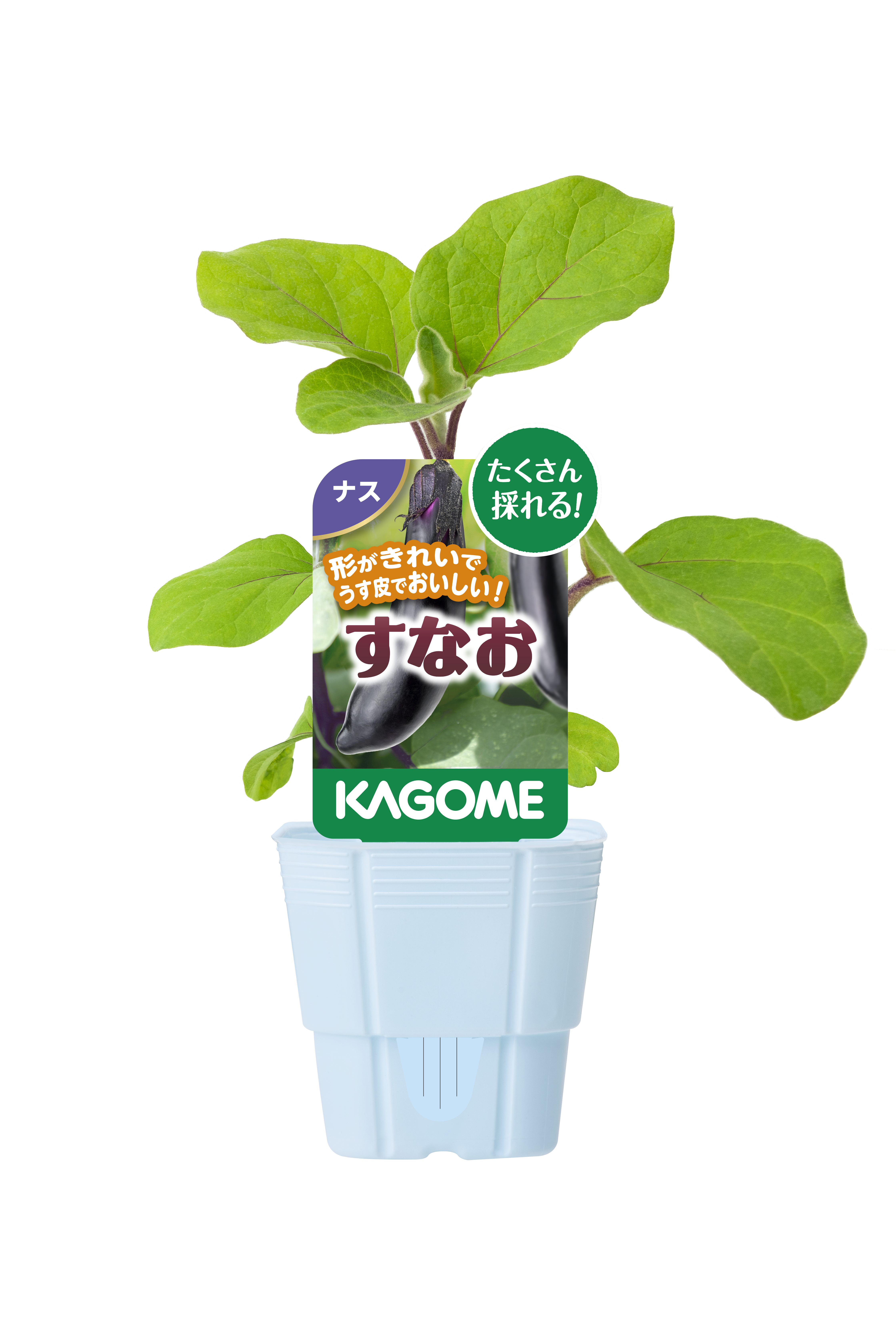 【予約販売】KAGOME 野菜苗 耐暑性があり沢山とれる中長ナス すなお  9㎝ポット