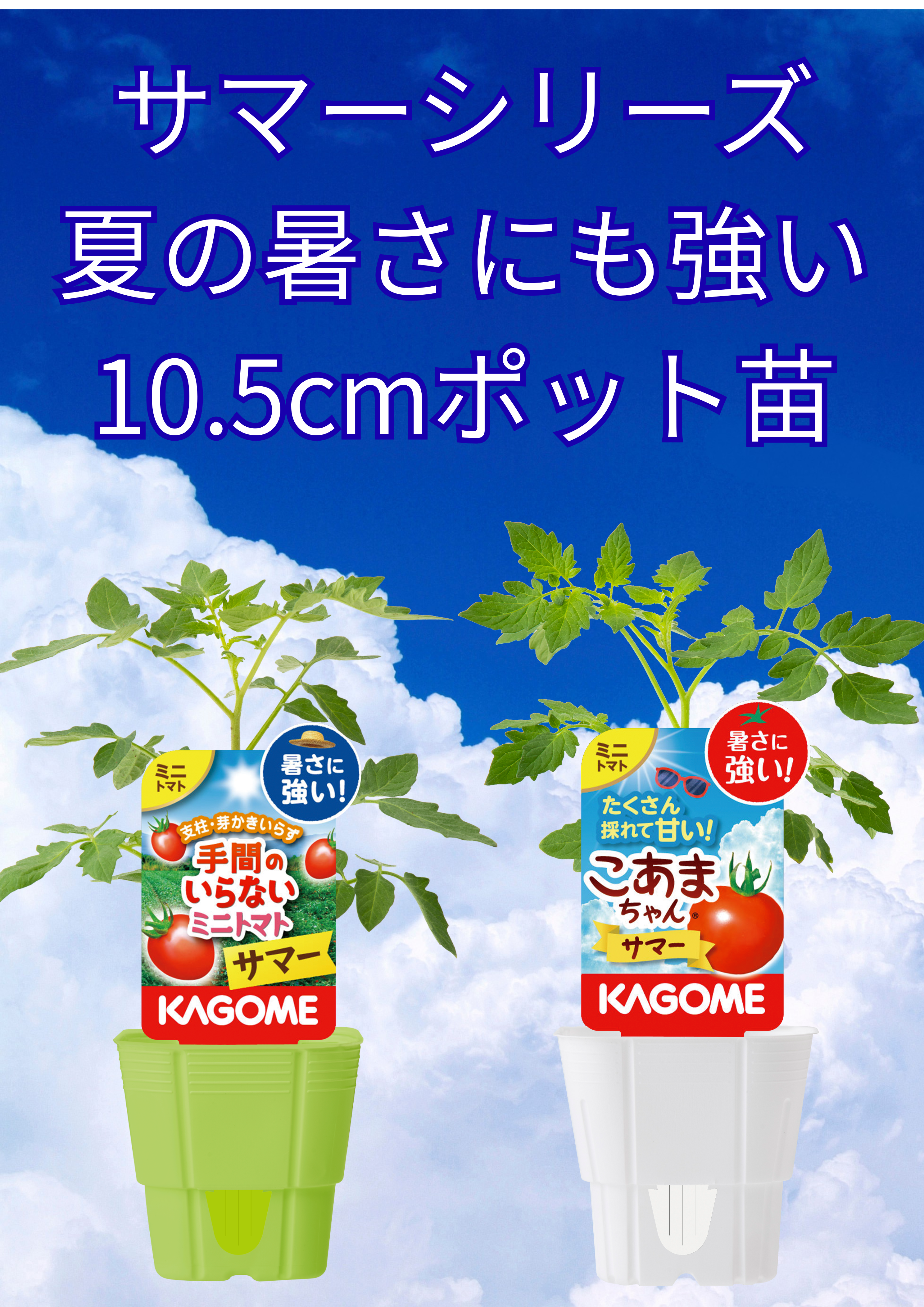 【予約販売】KAGOME トマト苗シリーズ（夏植え！）10.5cmポット