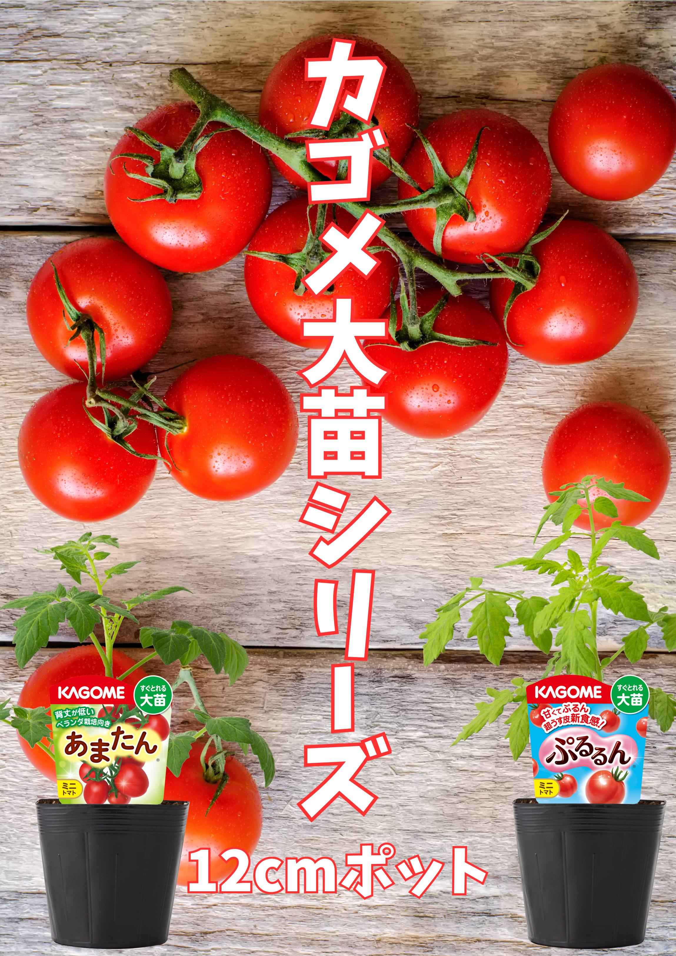 【予約販売】KAGOME トマト苗 大苗シリーズ ぷるるん＆あまたん  12㎝ポット