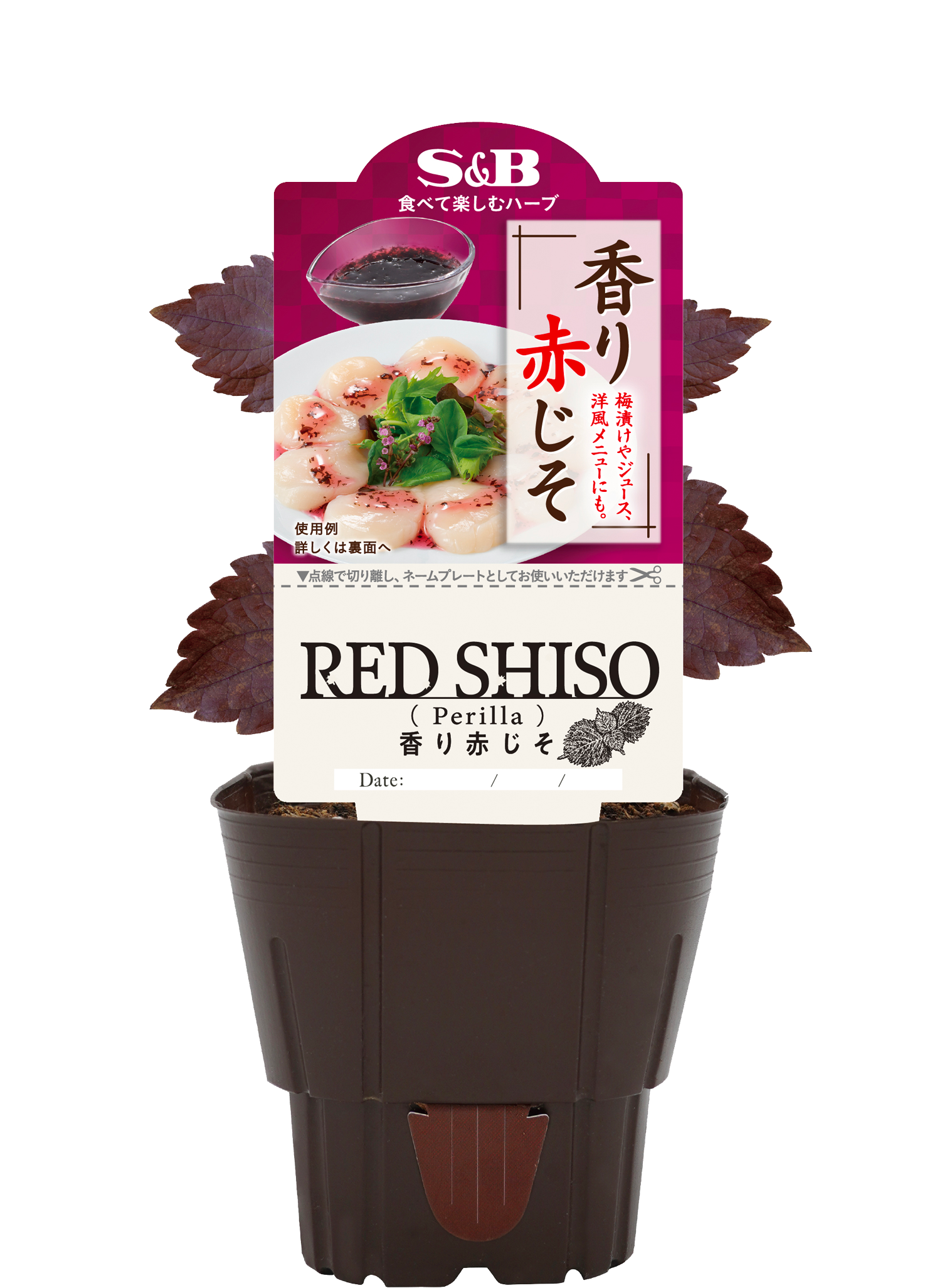 【予約販売】S&B食品 香り赤じそ 9㎝ポット