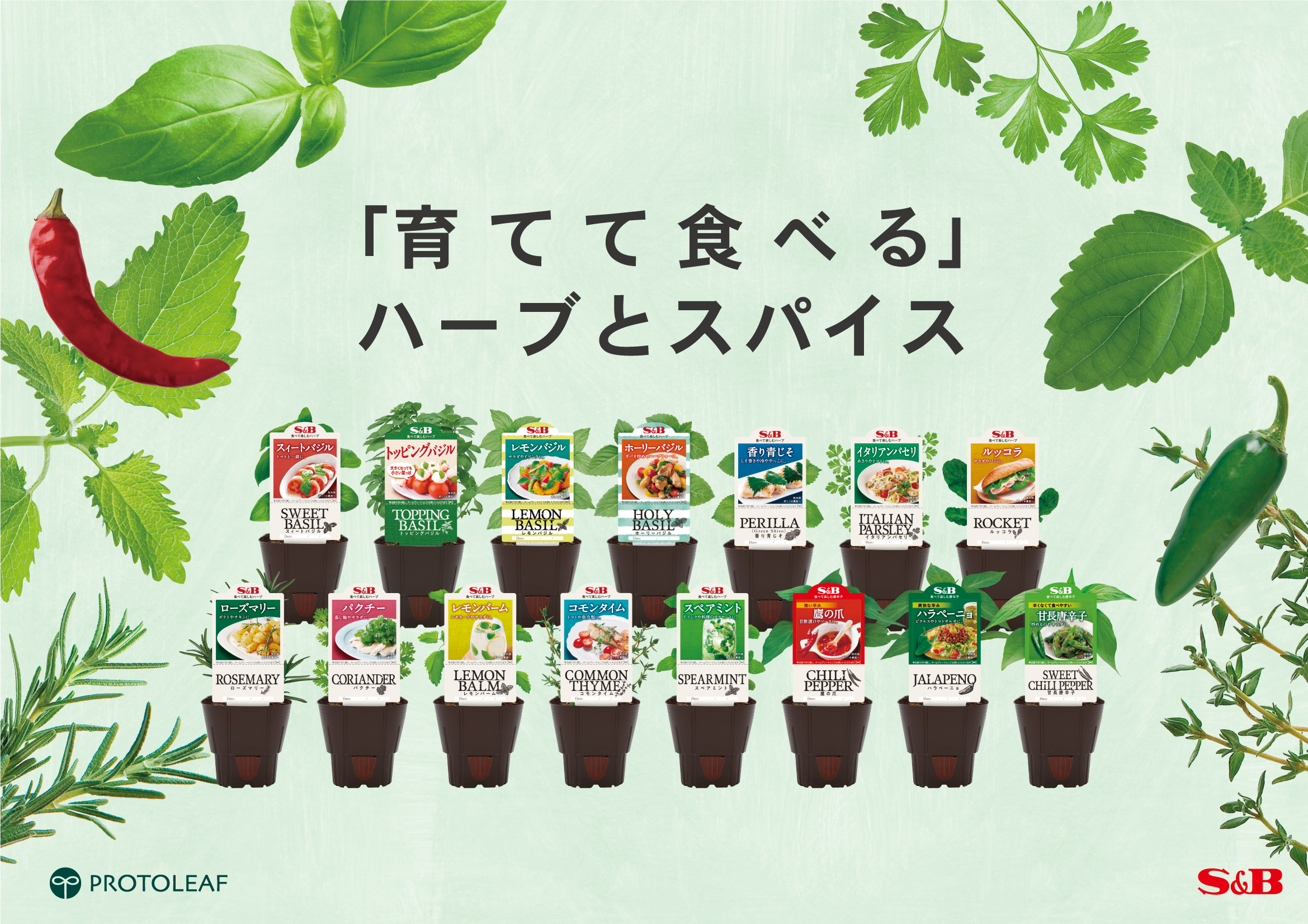 エスビー余剰苗