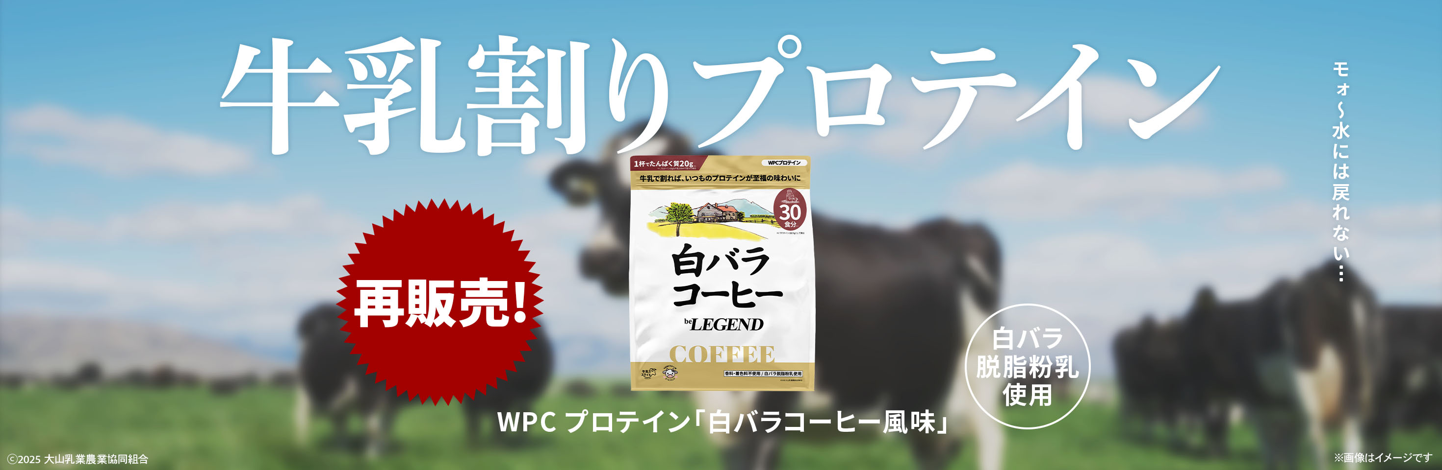 白バラ
