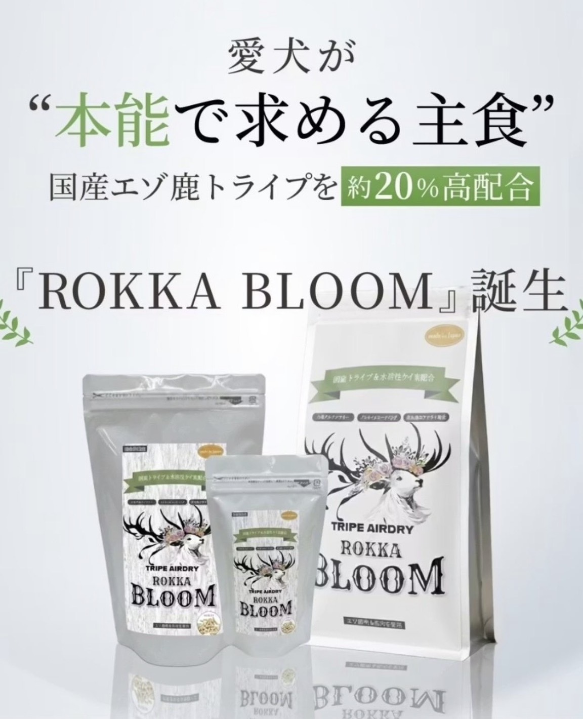ROKKA BLOOM