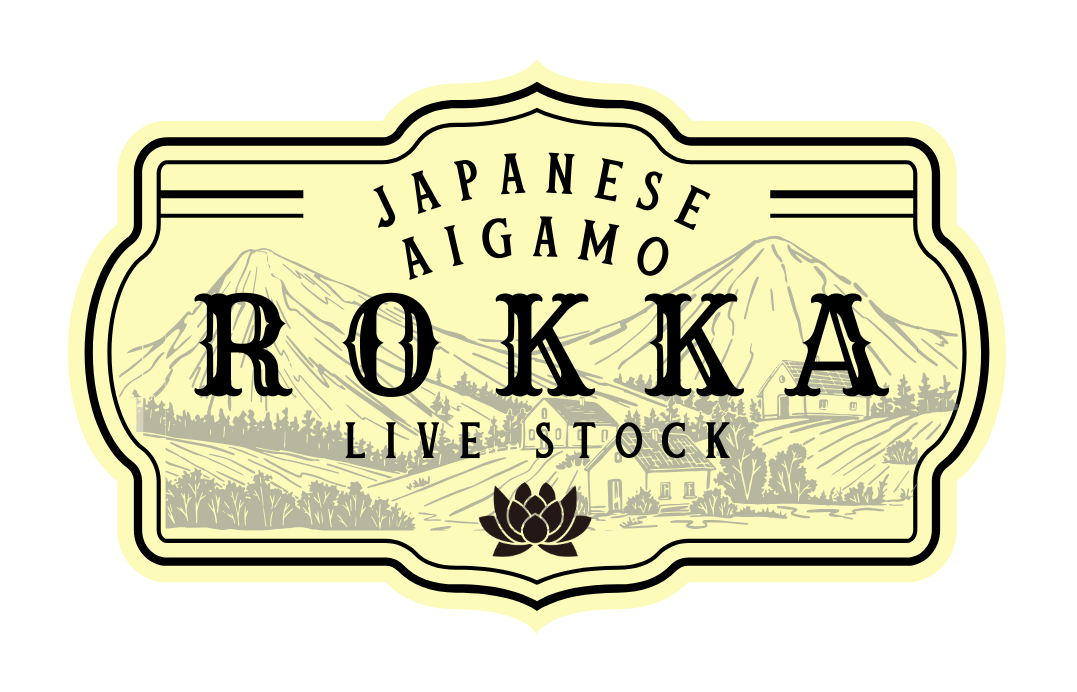 ROKKA livestock アイガモ