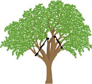 樹木の破損防止
