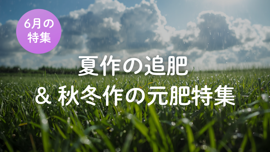 6月の特集
