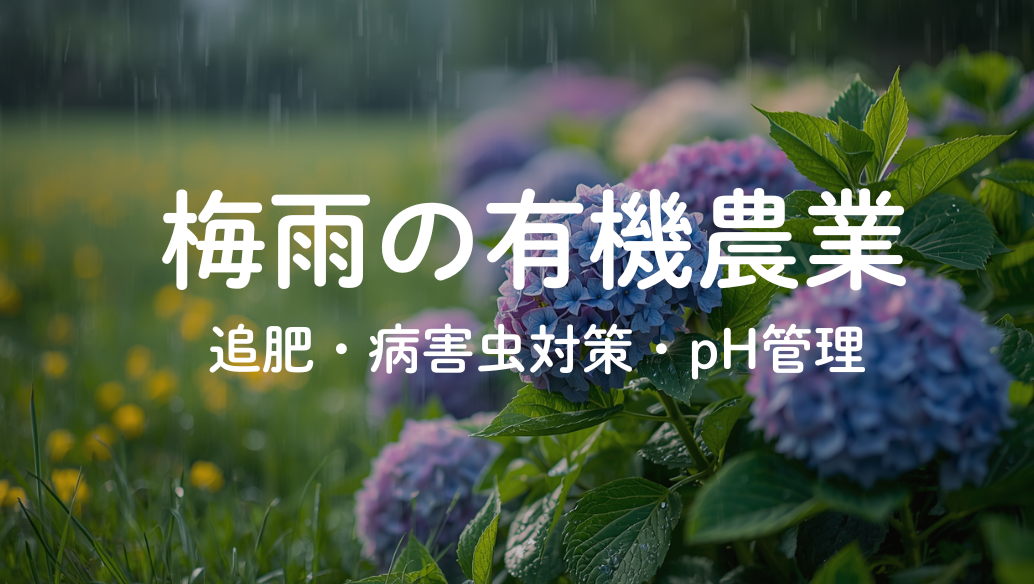 梅雨の有機農業