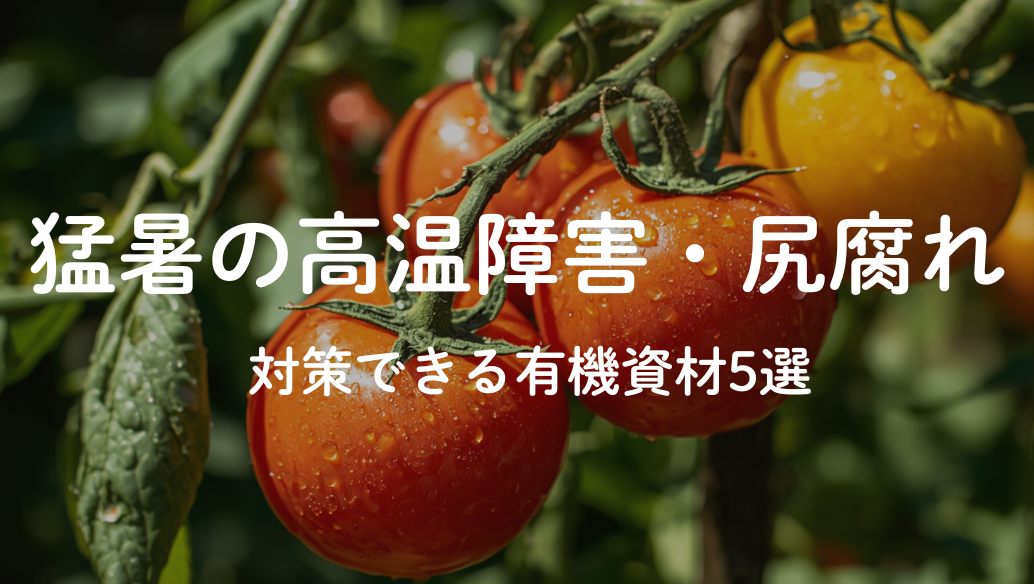 猛暑を乗り切る夏野菜の追肥術と有機資材の選び方
