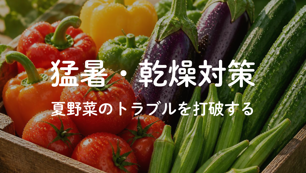 【猛暑・乾燥対策】夏野菜の3大トラブル対策と厳選資材活用術