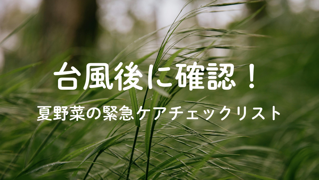 台風の後に絶対確認！夏野菜の緊急ケアチェックリスト