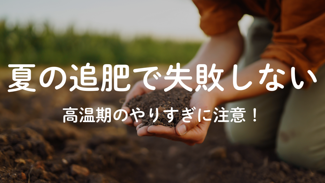 夏の追肥で失敗しない！高温期の窒素過多に注意