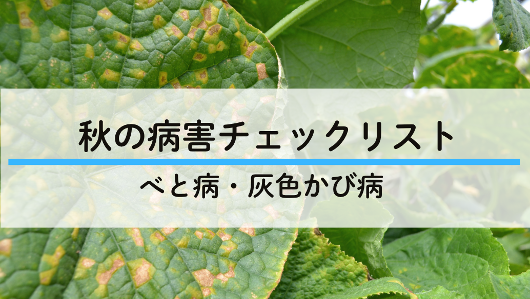 秋の病害チェックリスト べと病・灰色かび病対策