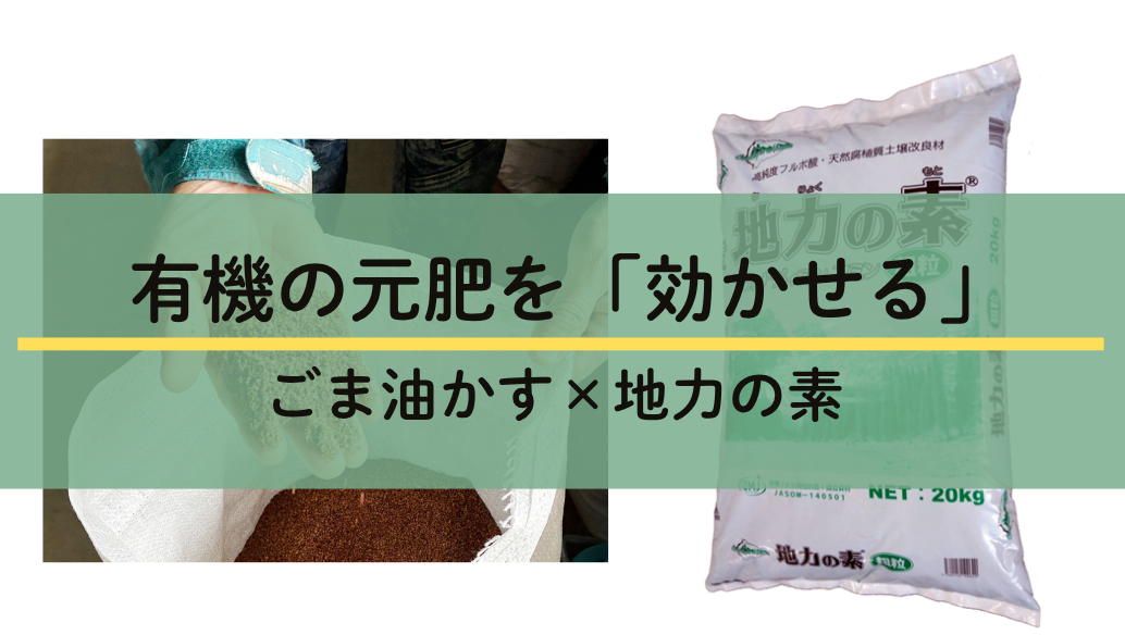長雨で遅れた秋冬作の土づくりに 有機の元肥を効かせるごま油かす×地力の素