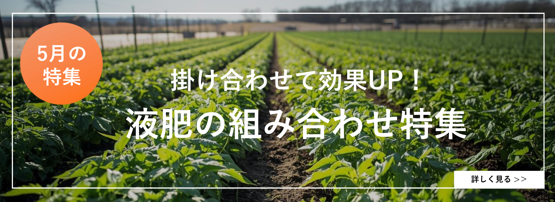 ５月特集