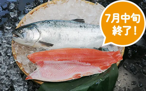 宮城県産銀鮭「伊達のぎん」フィーレトリムA（加熱用）【7月中旬まで！】
