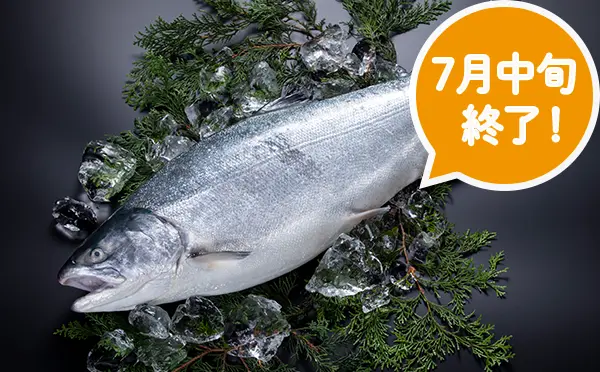 宮城県産銀鮭「伊達のぎん」ラウンド（生食可）【7月中旬まで！】