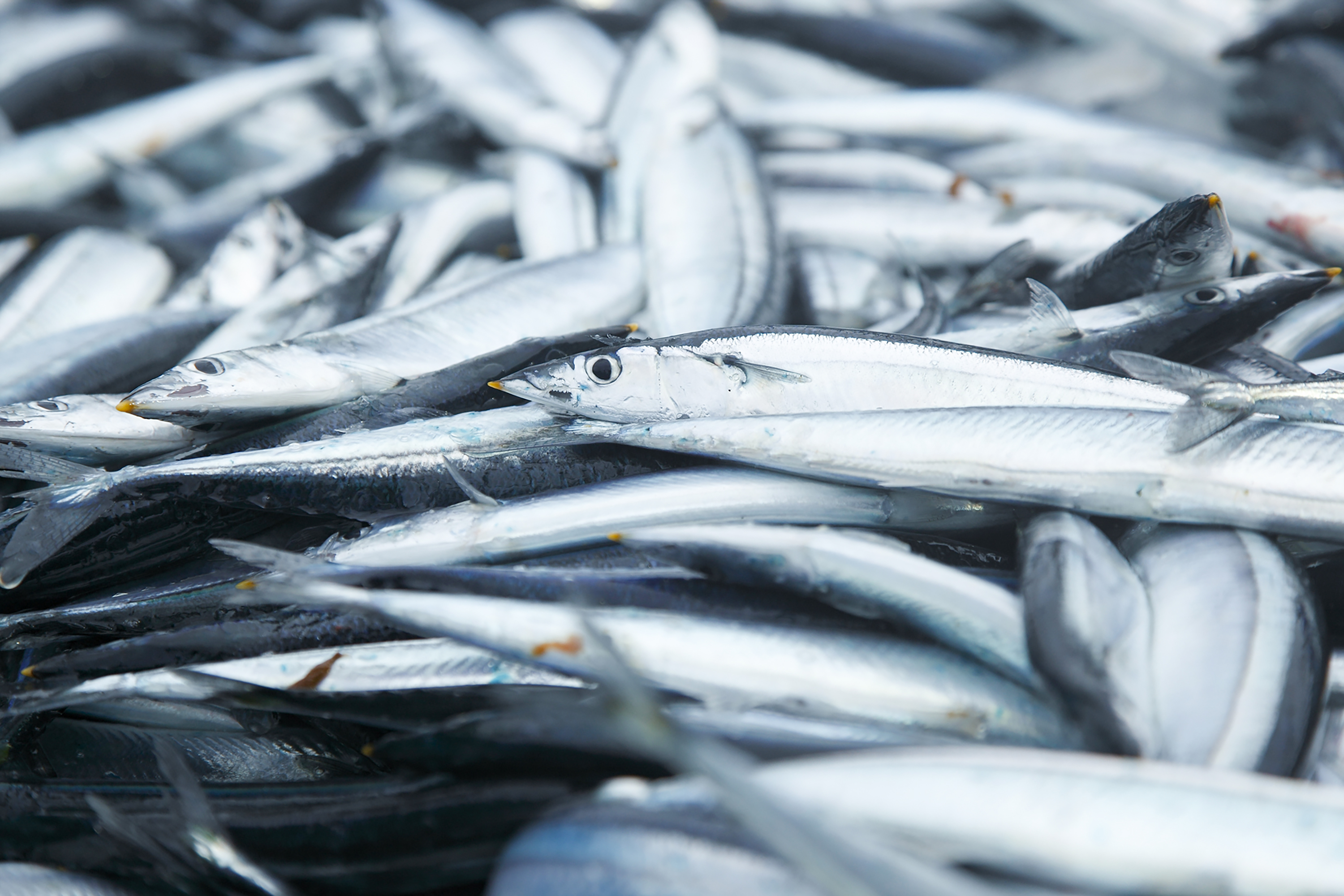 山盛りのさんまの写真