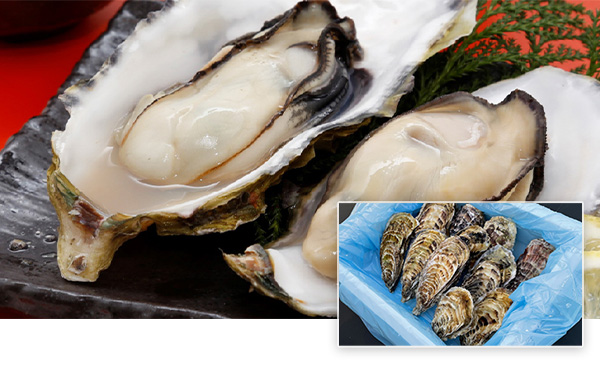 石巻産殻つき牡蠣　200～280g／個