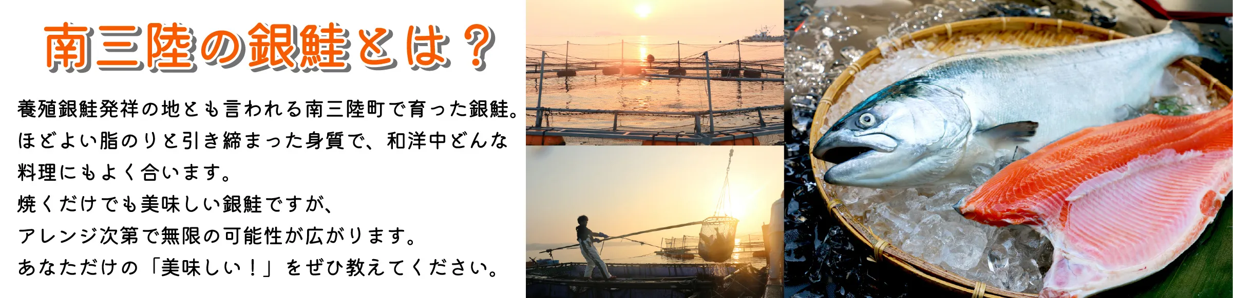 南三陸の銀鮭とは？養殖銀鮭発祥の地とも言われる南三陸町で育った銀鮭。ほどよい脂のりと引き締まった身質で、和洋中どんな料理にもよく合います。焼くだけでも美味しい銀鮭ですが、アレンジ次第で無限の可能性が広がります。あなただけの「美味しい！」をぜひ教えてください。