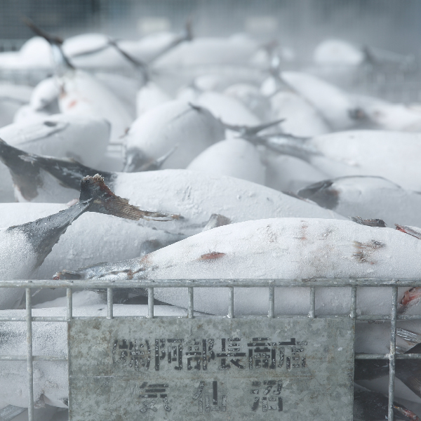 -50℃で鮮度を保持