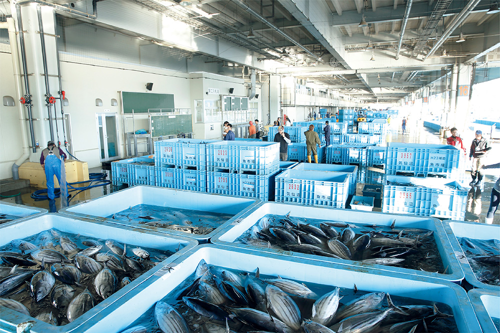 水揚げしたその日のうちに加工・出荷