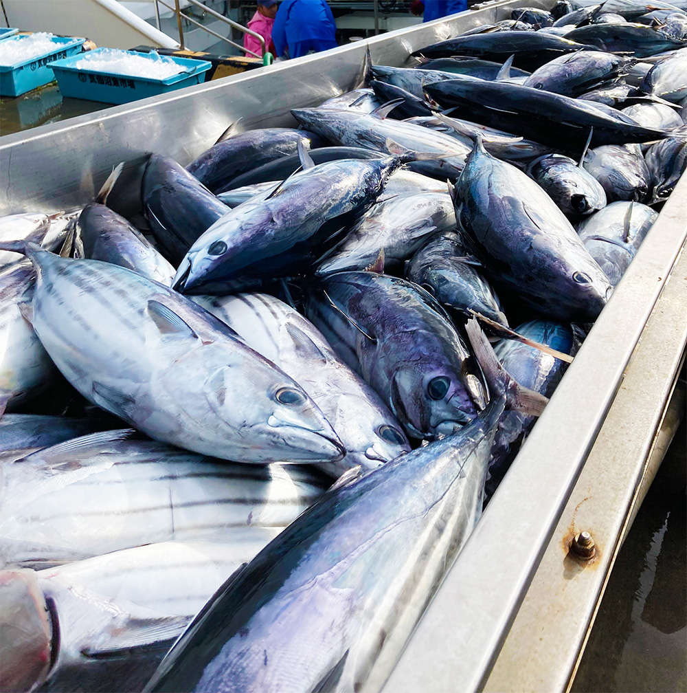 三陸の豊かな海域で育ったかつお
