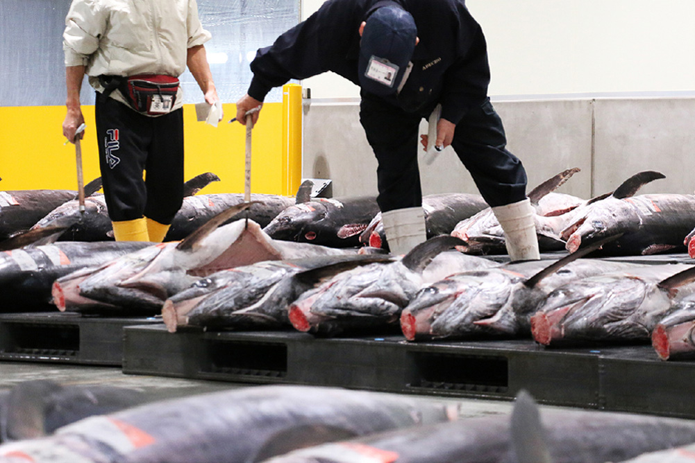 めかじきの品定め