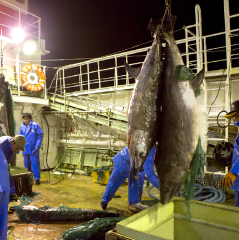 水揚げされるめかじき