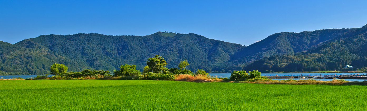 自然の風景